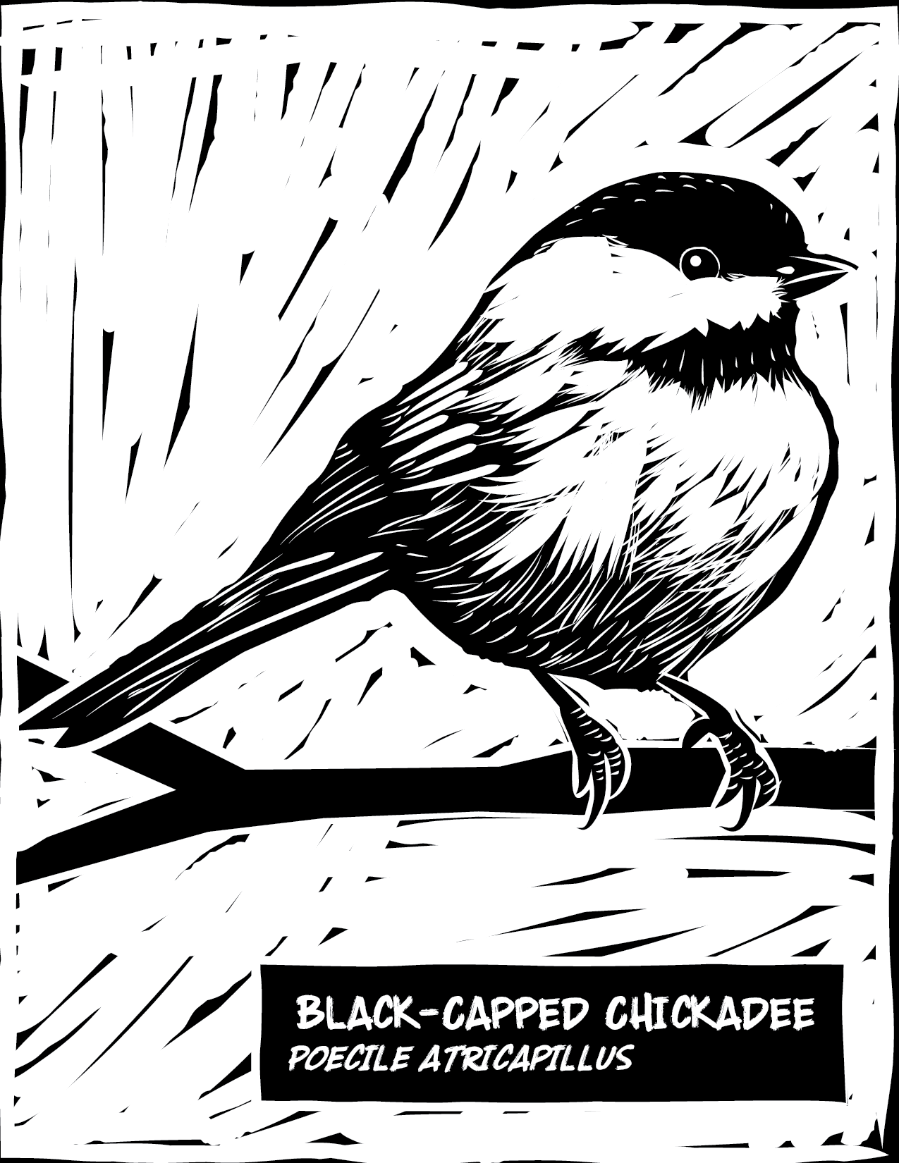 chickadee.png