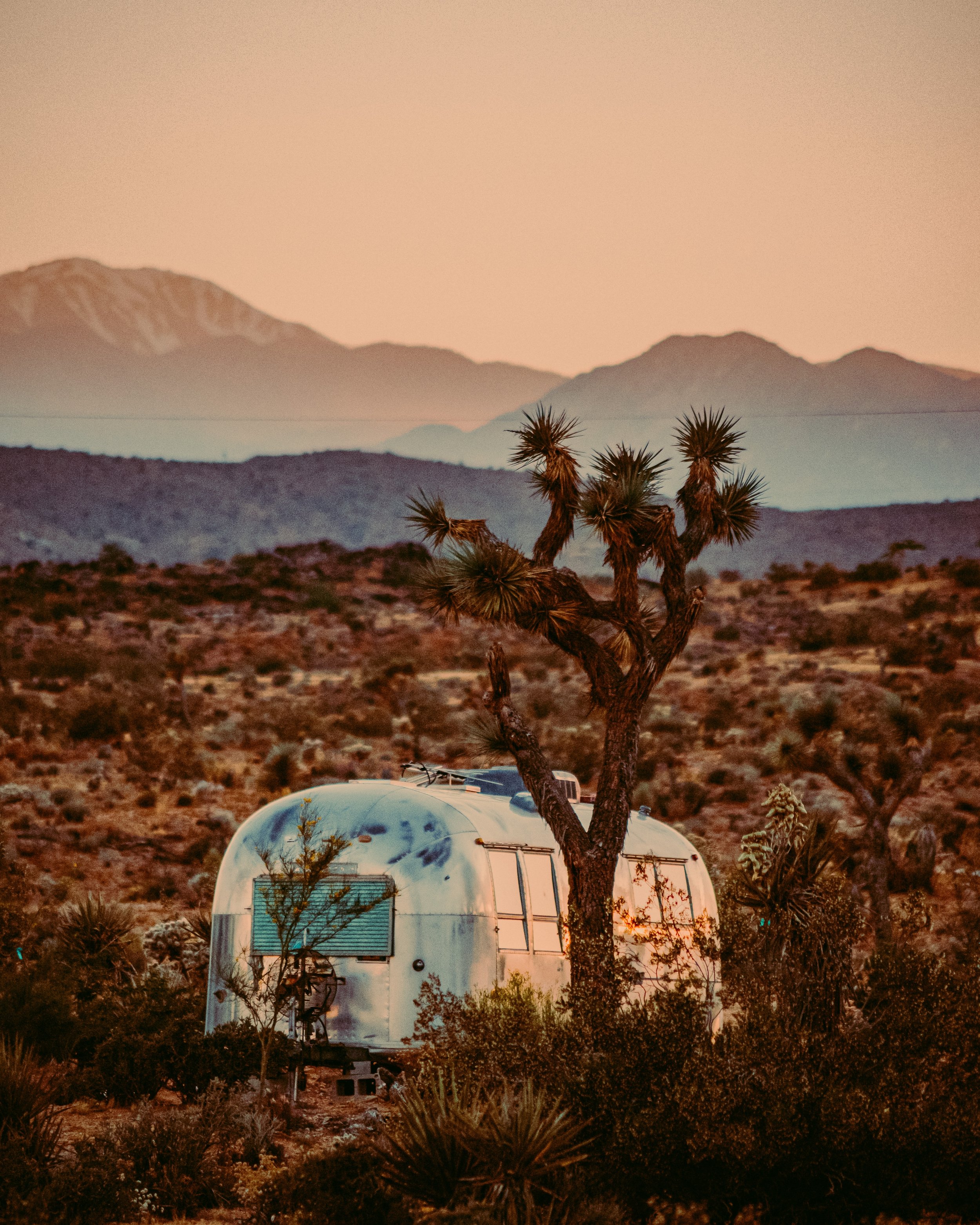 FROM ANCIENT ROOTS TO HOLLYWOOD SHOOTS: THE JOSHUA TREE STORY