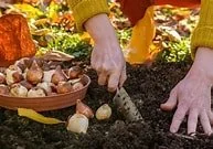 Forcing Bulbs for Winter Beauty - We are Hosted by the Garden Club of Orange
