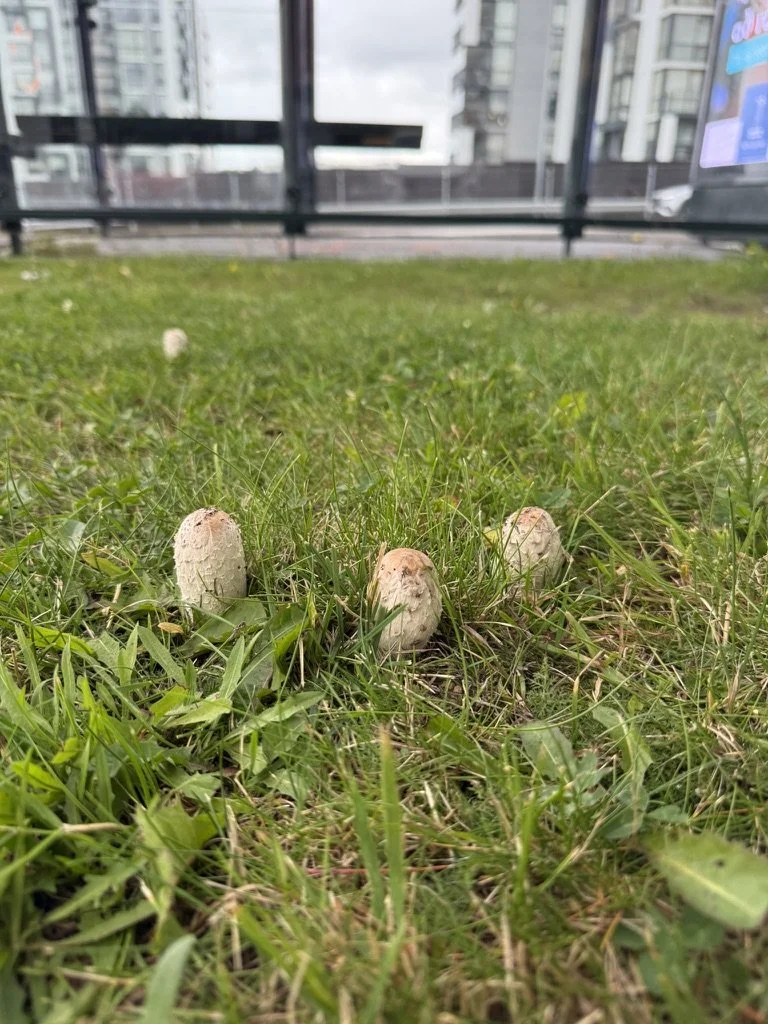 Shaggy Mane (Coprinus comatus)