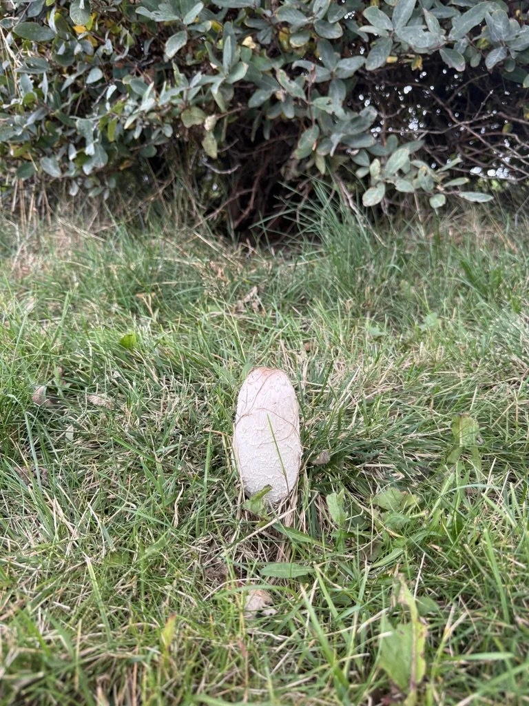 Shaggy Mane (Coprinus comatus)