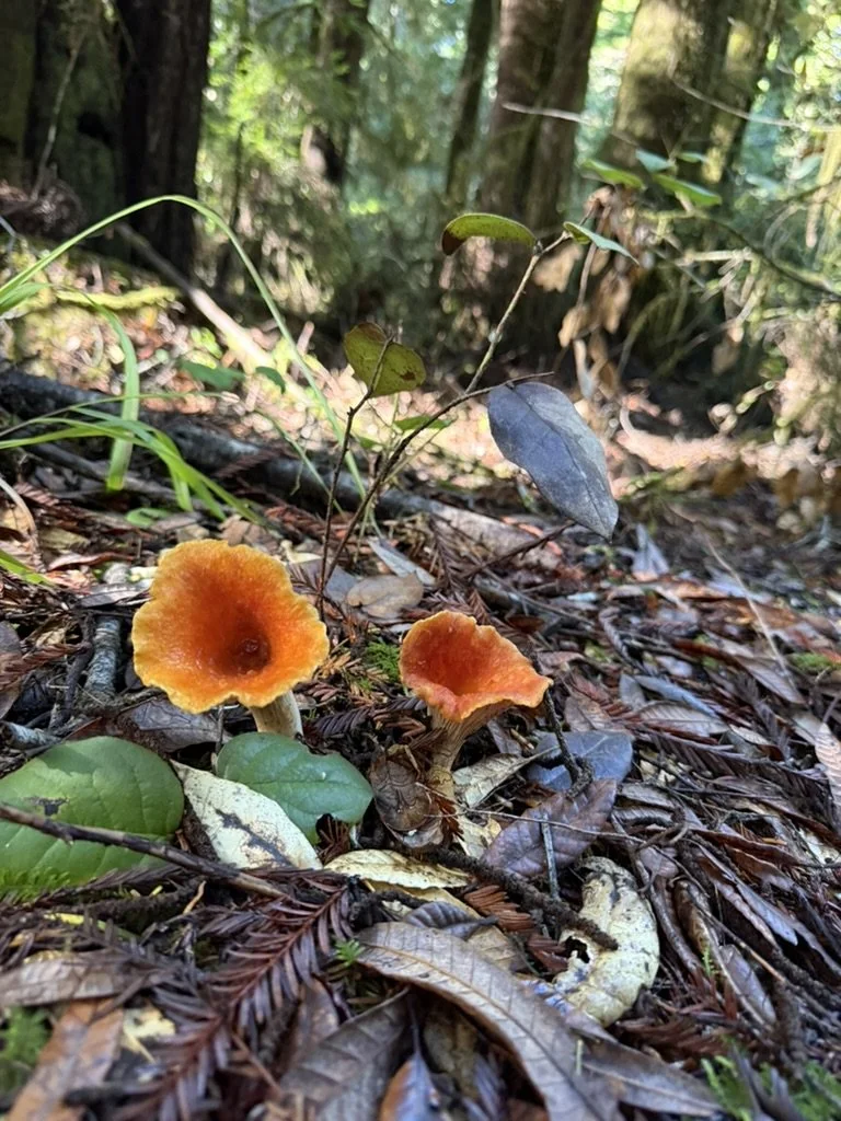 Scaly Chanterelle (Turbinellus floccosus)