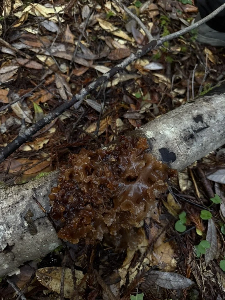 Leafy Brain (Phaeotremella foliacea)