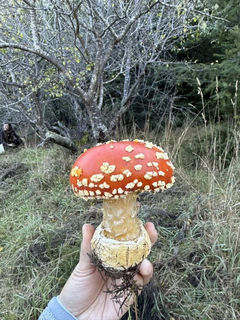 Fly Agaric (Amanita muscaria)