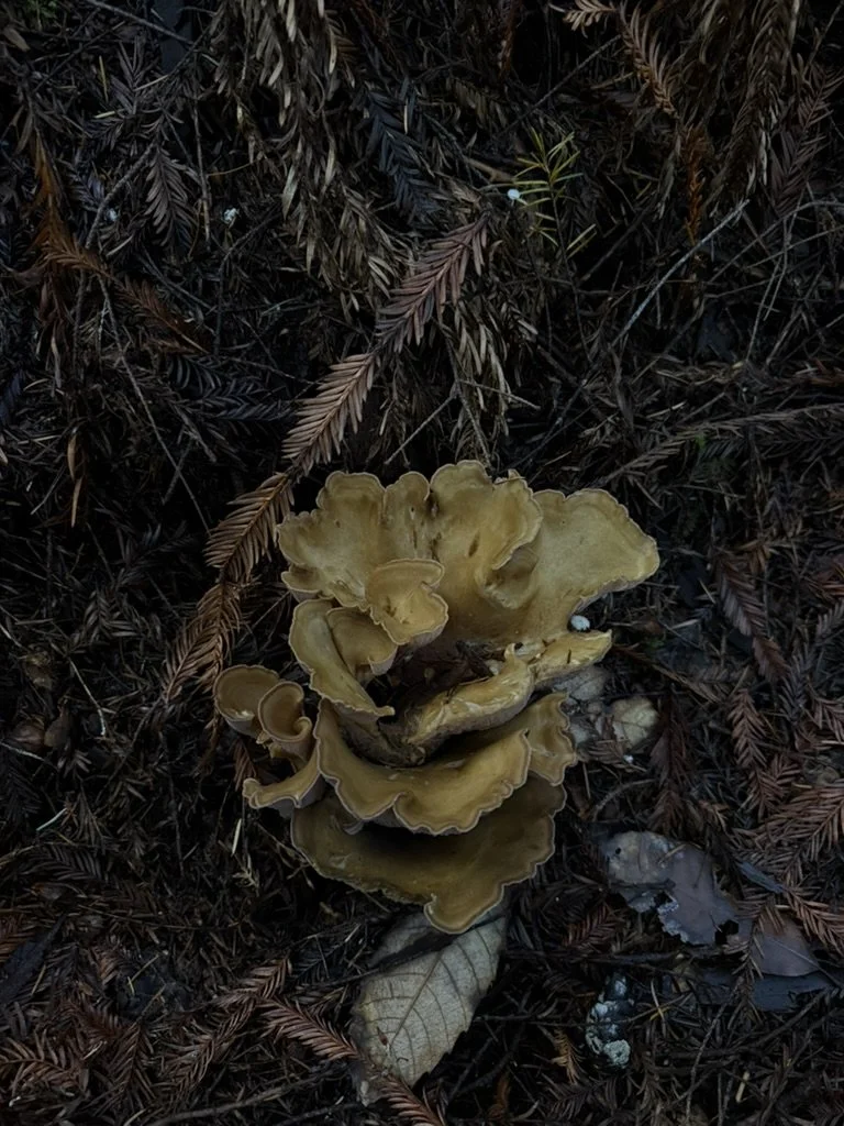 Pig's Ears (Gomphus clavatus)