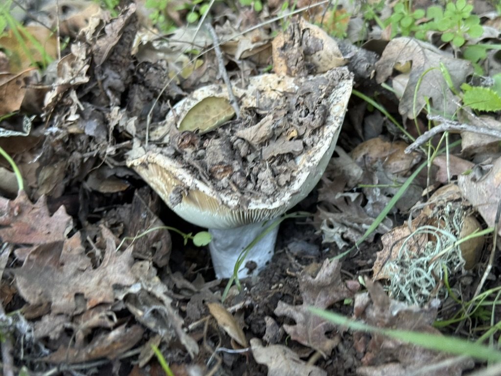 Short-stemmed Russula (Russula brevipes)