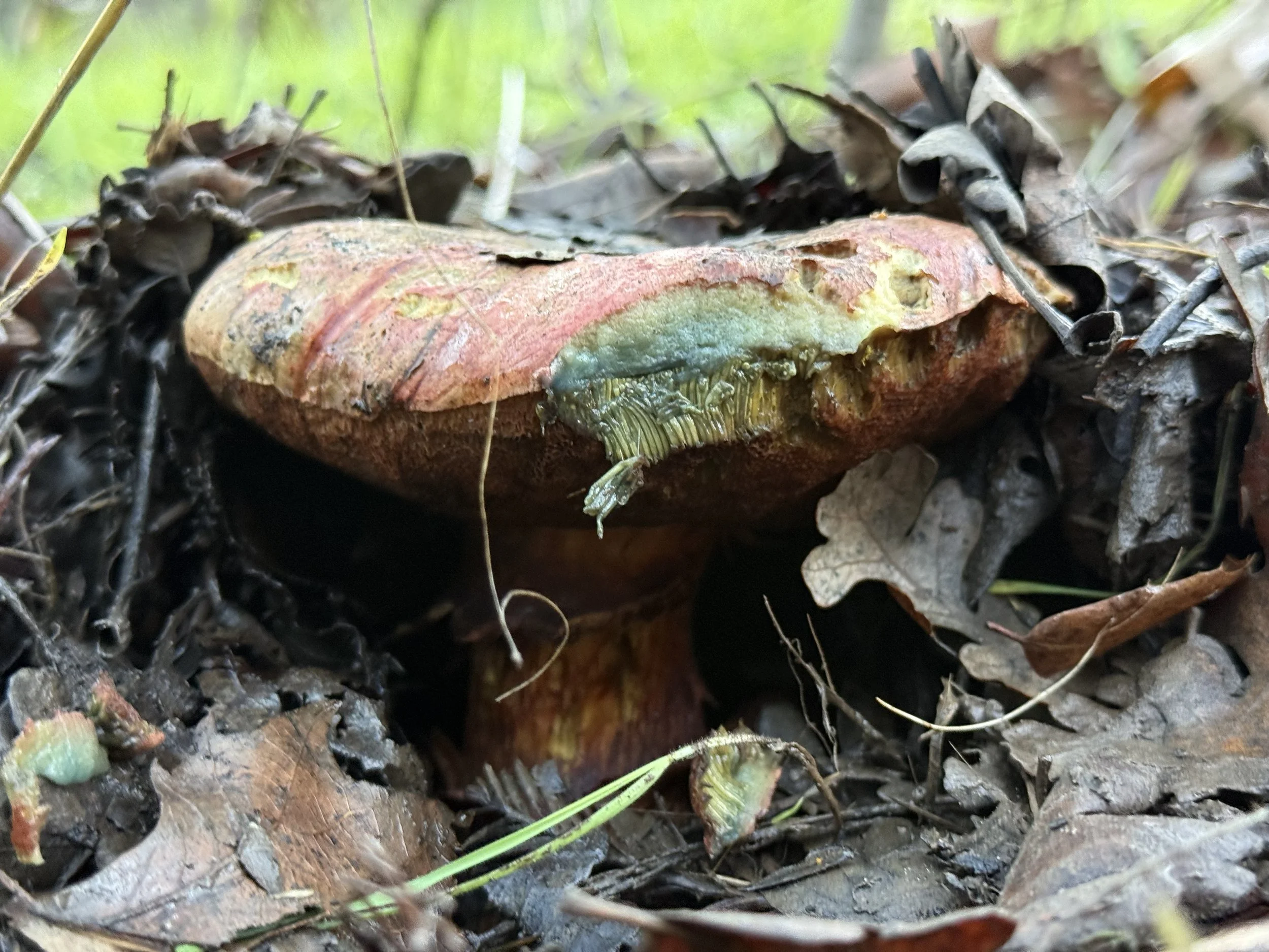 Liver Bolete (Suillellus amygdalinus)