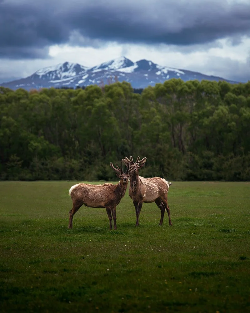 ANTLERS