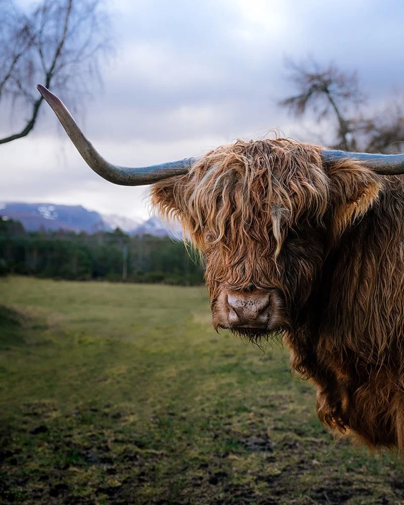 HIGHLAND