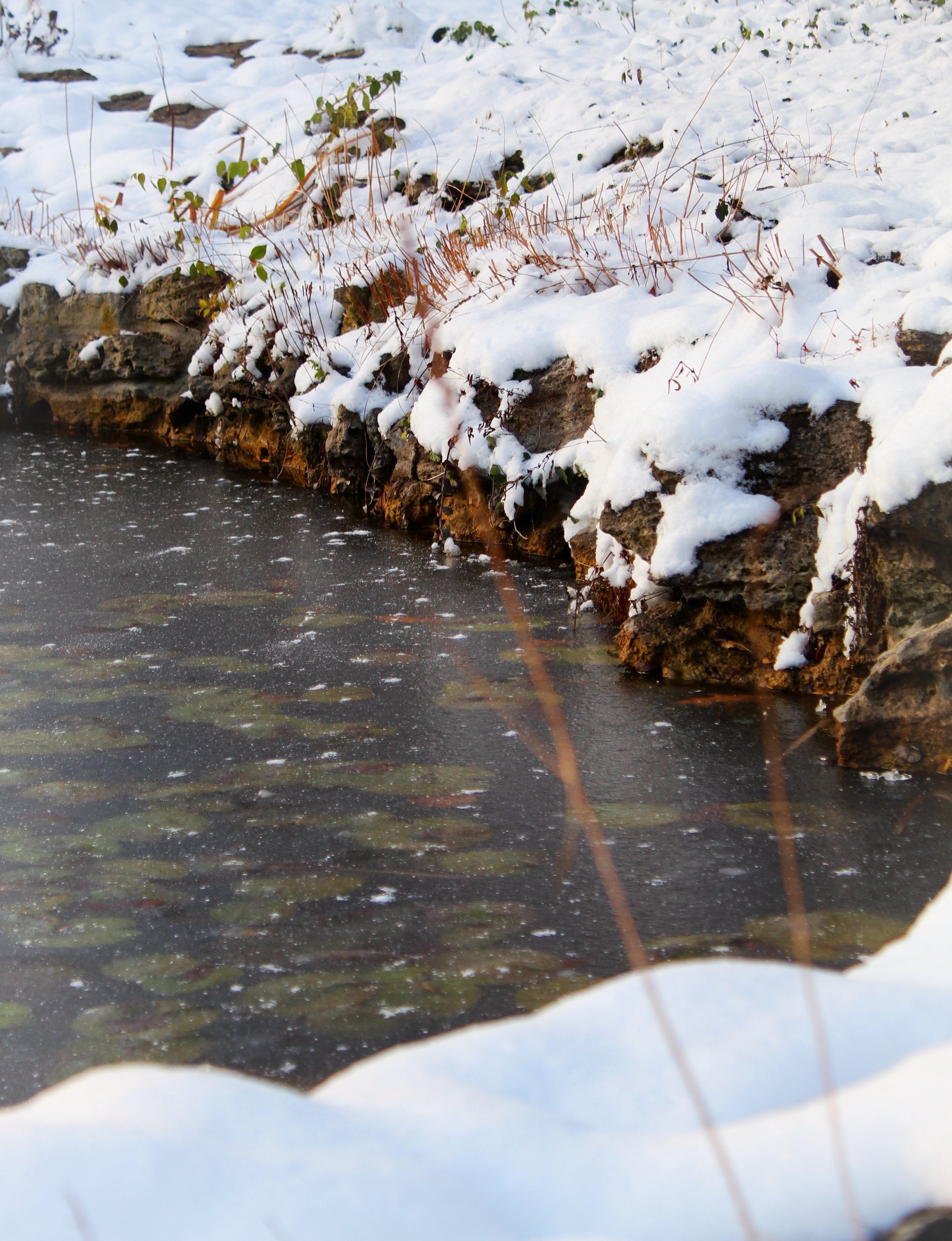 The Frozen Pond, Photographed by Audrey Creighton (2025)
