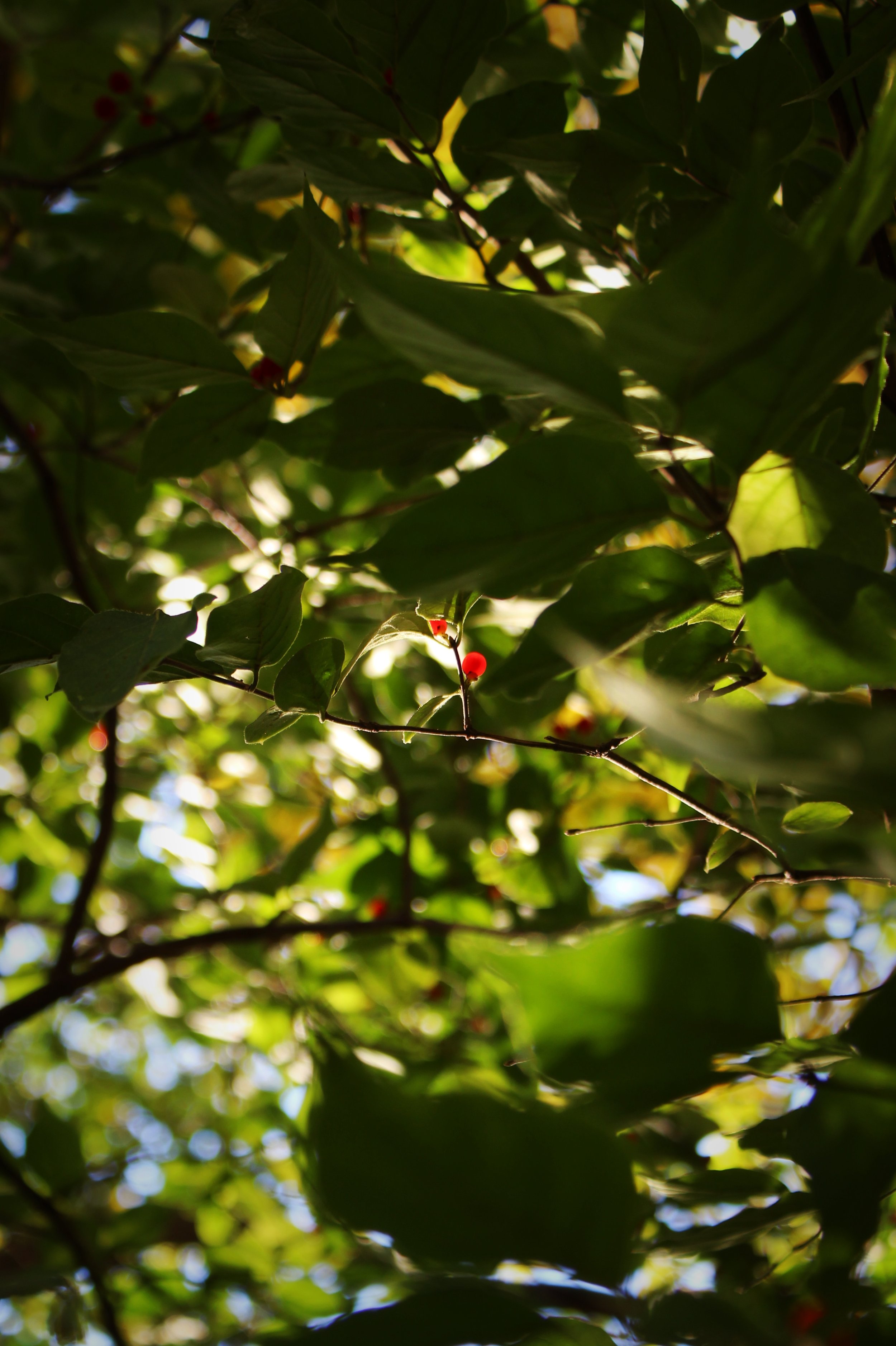 Baby Berries, Photographed by Audrey Creighton (2025)