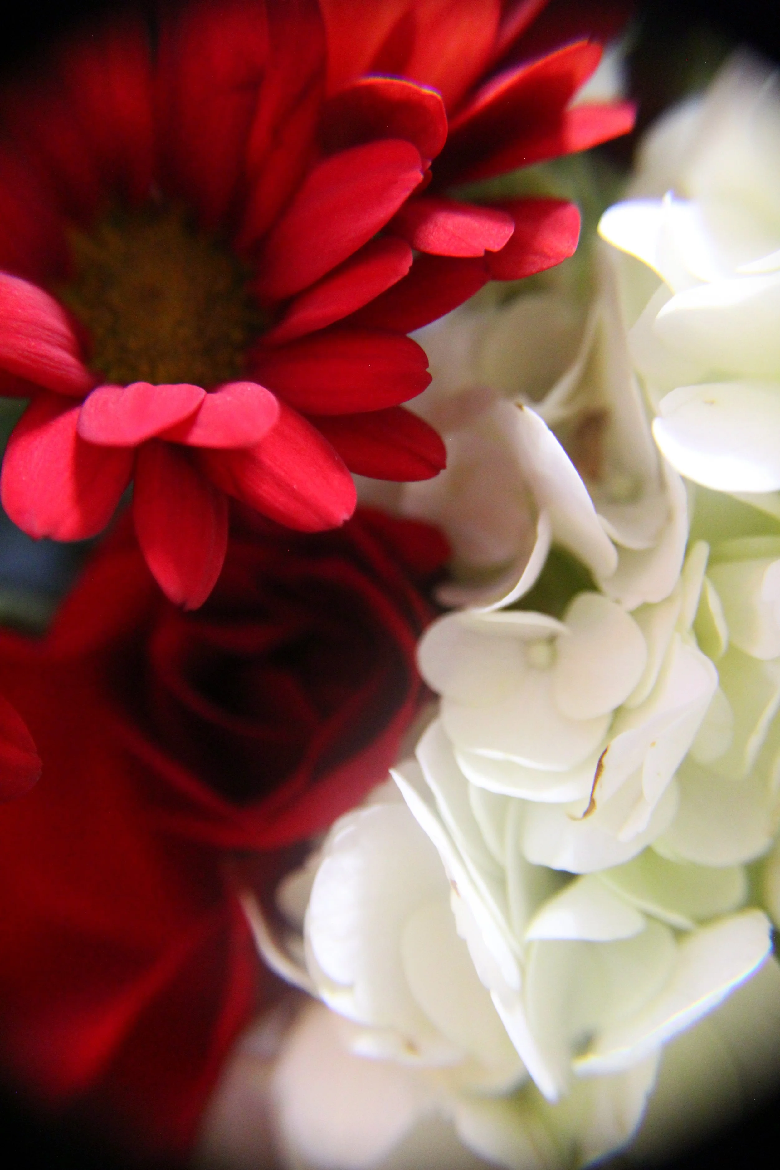 Best Bouquet Pt 3, Photographed by Audrey Creighton (2025)