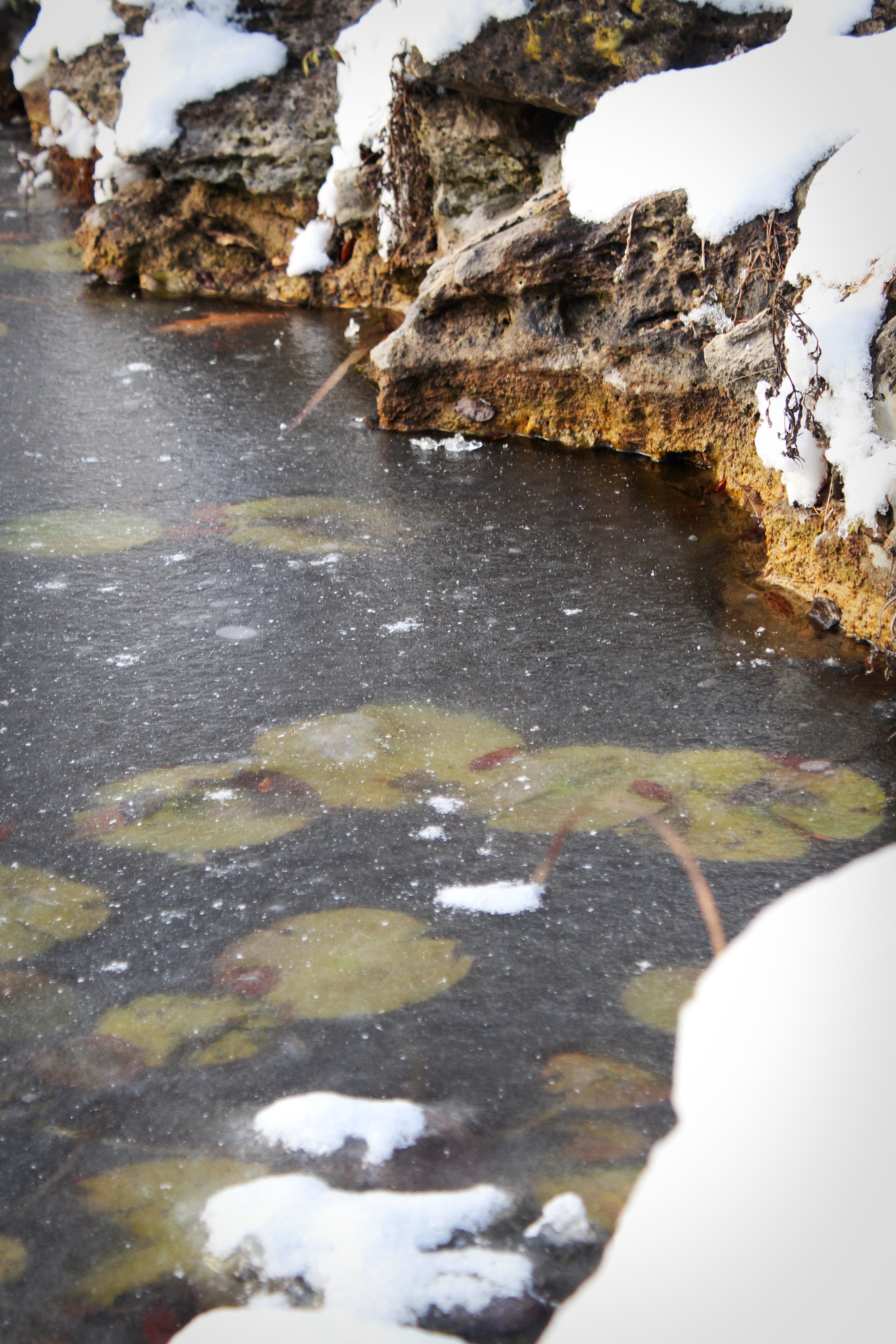 Rock & Lilypad, Photographed by Audrey Creighton (2025)