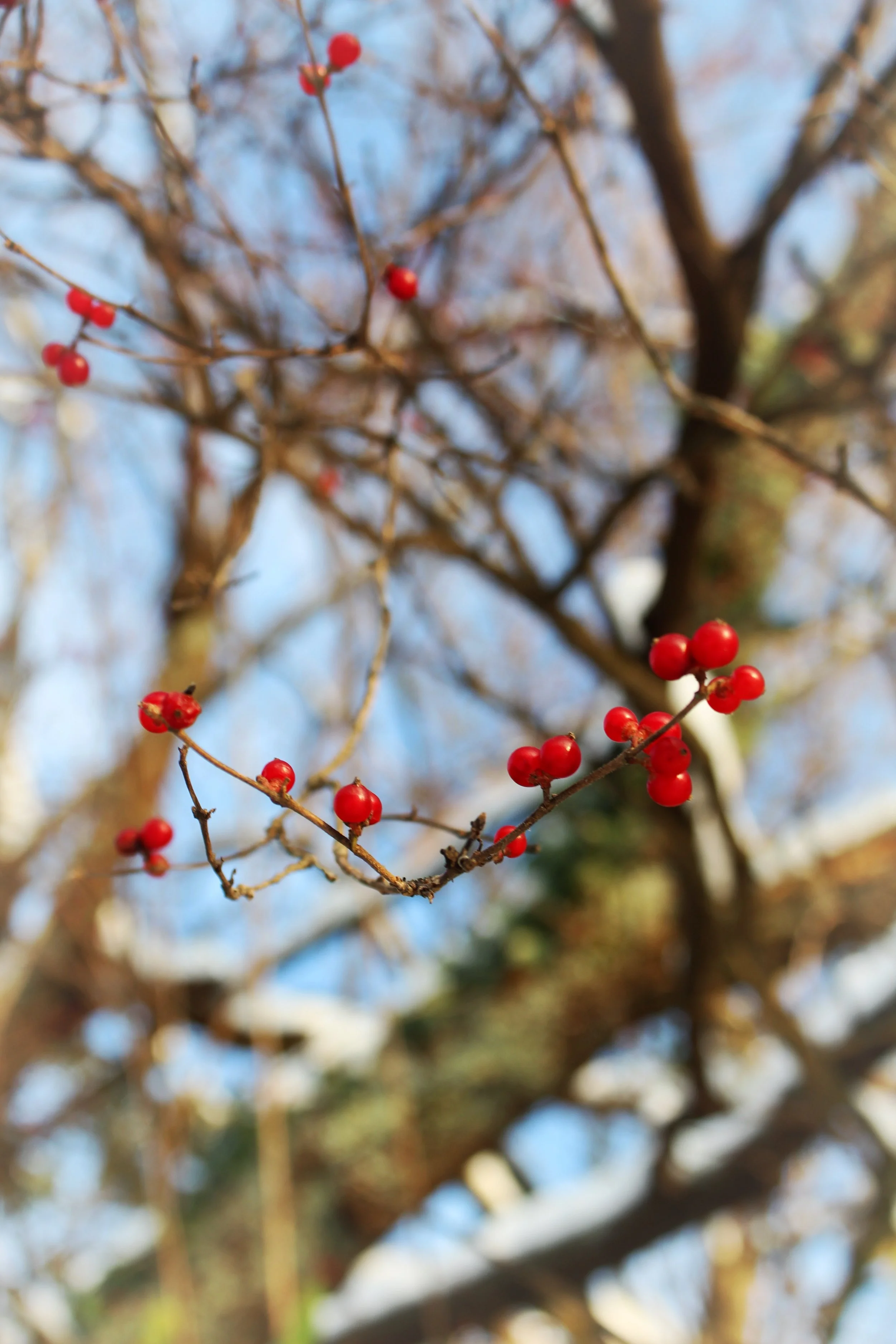 Berries & Branches, Photographed by Audrey Creighton (2025)