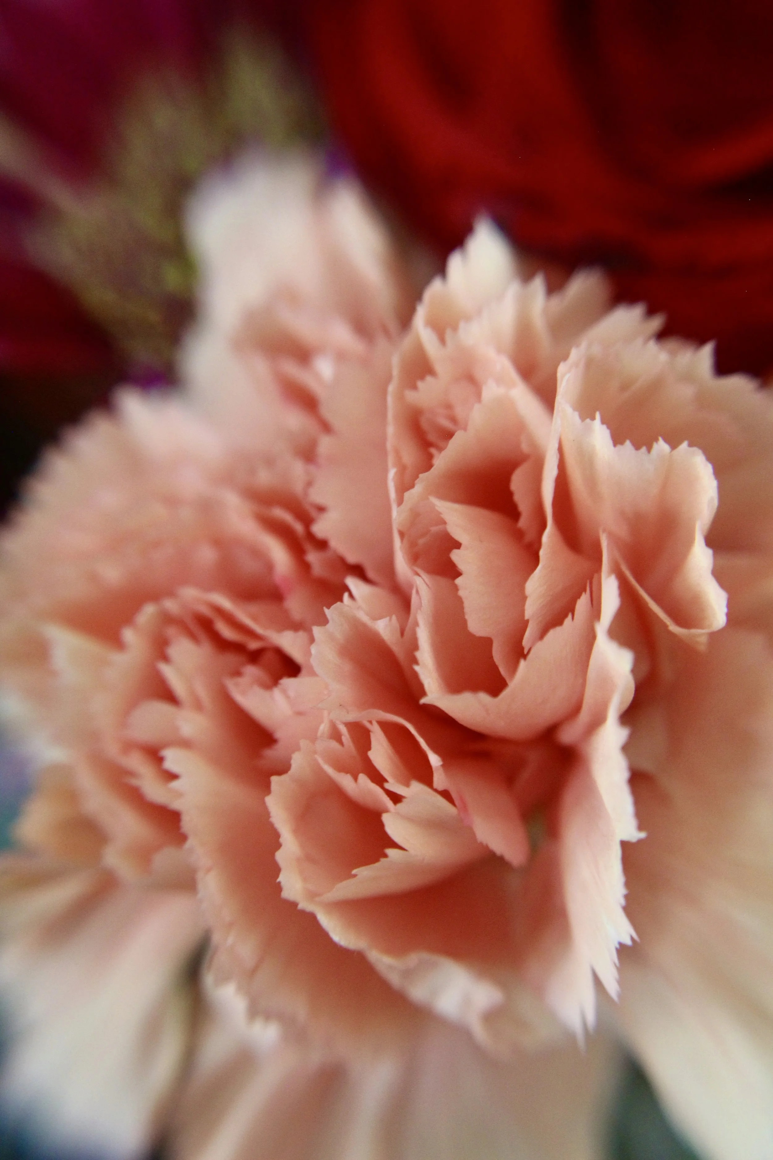 Fluff, Photographed by Audrey Creighton (2025)