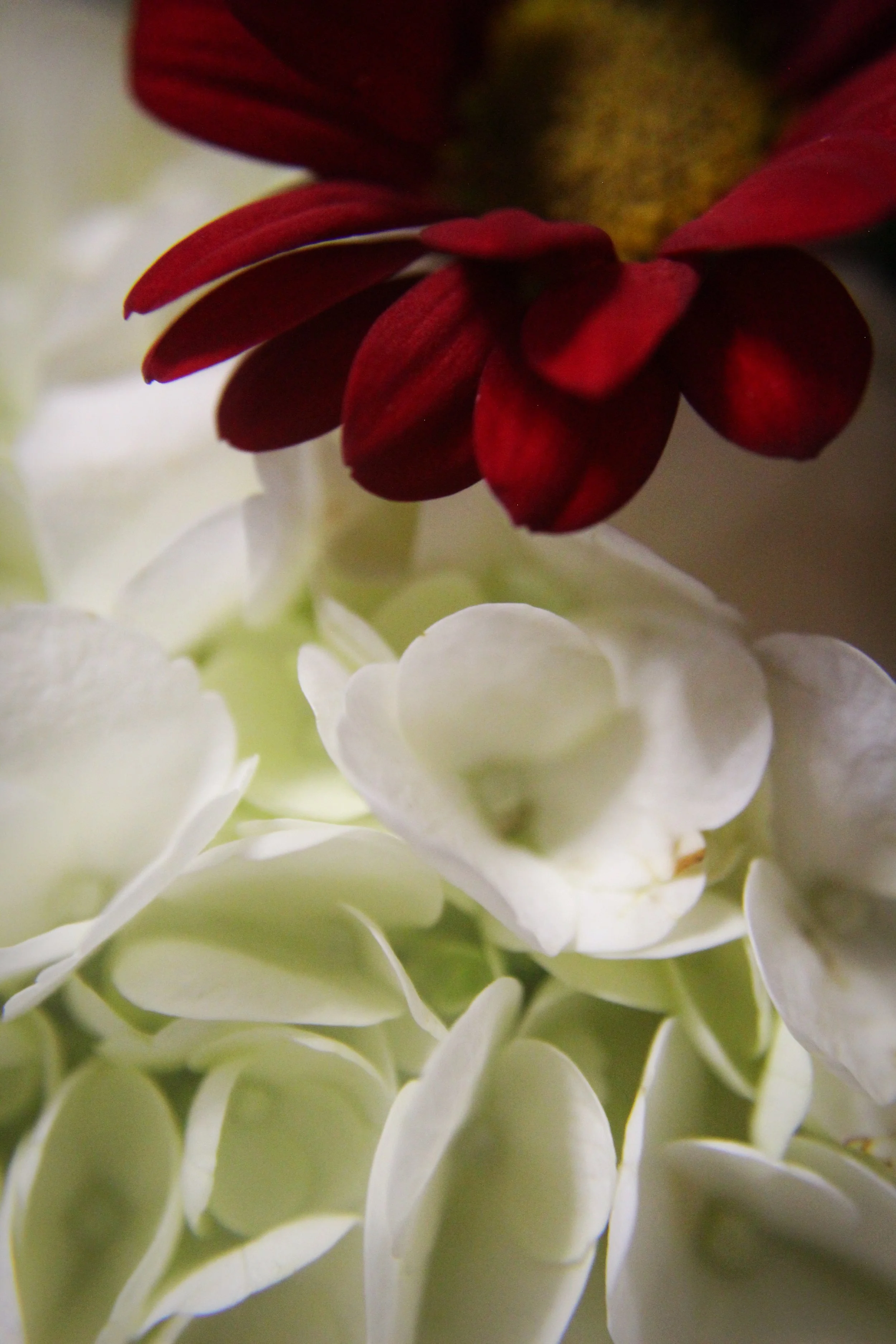 Best Bouquet Pt 4, Photographed by Audrey Creighton (2025)