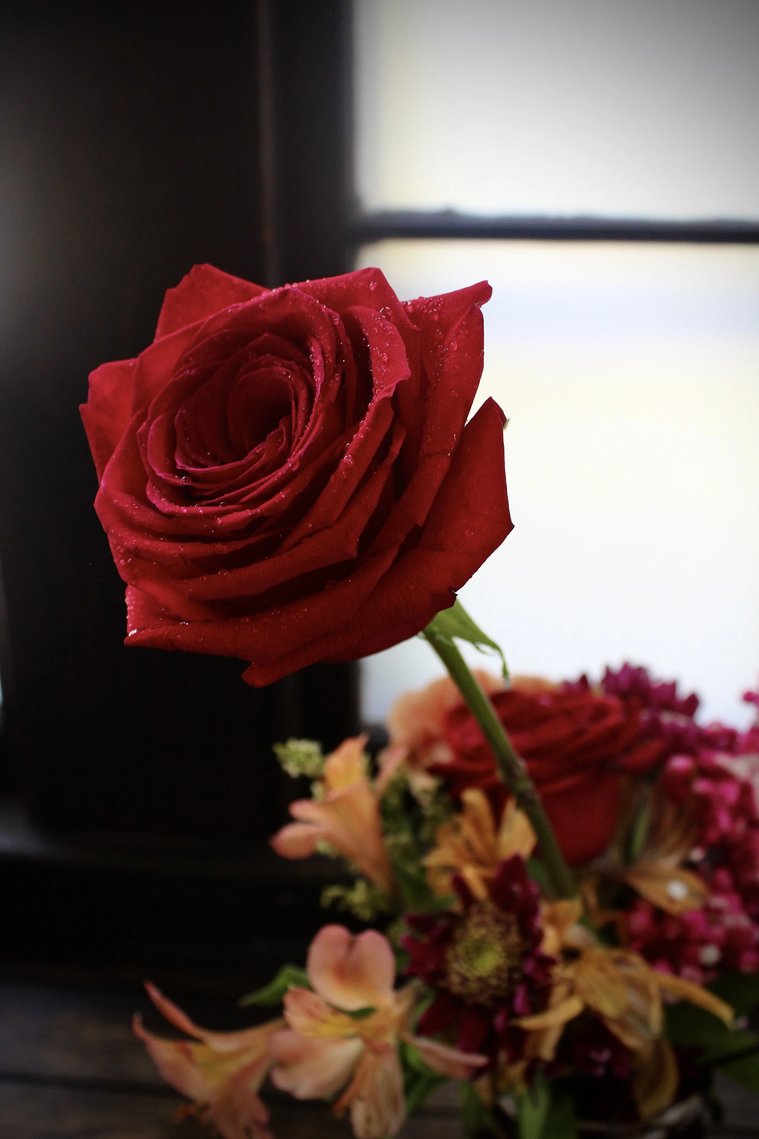 The Independent Rose, Photographed by Audrey Creighton (2025)