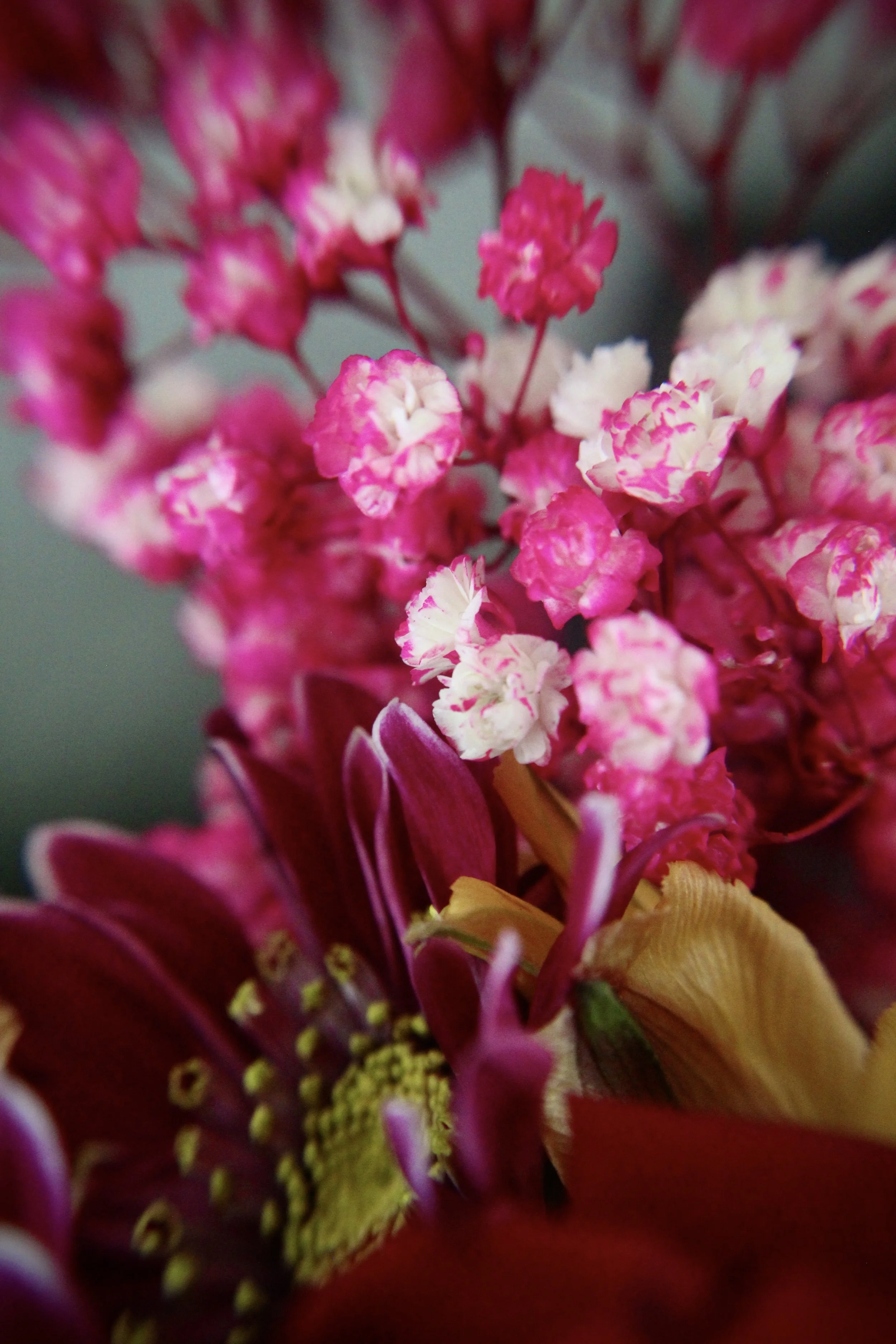 Hot Pink Petals, Photographed by Audrey Creighton (2025)