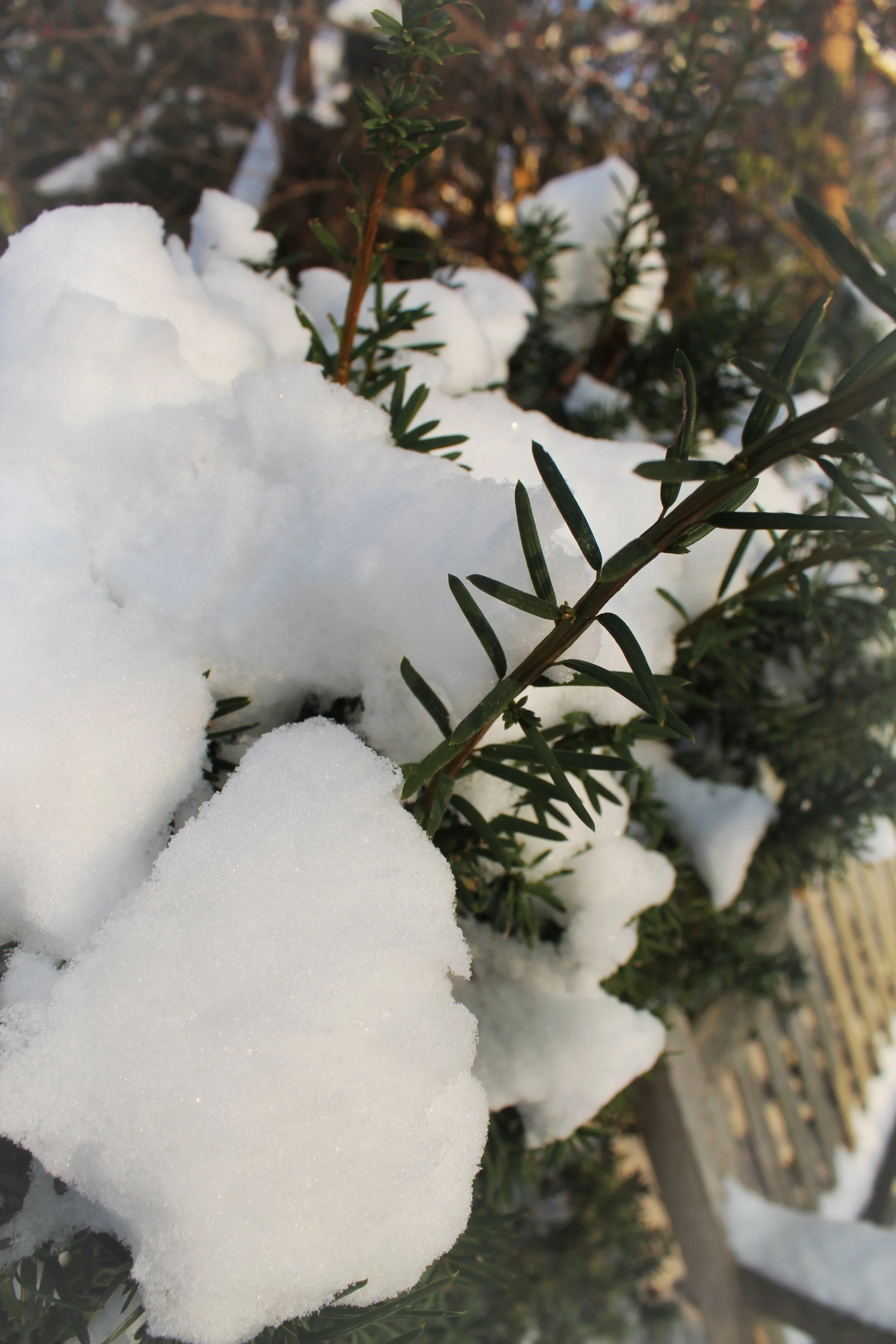 Snowy Pines, Photographed by Audrey Creighton (2025)