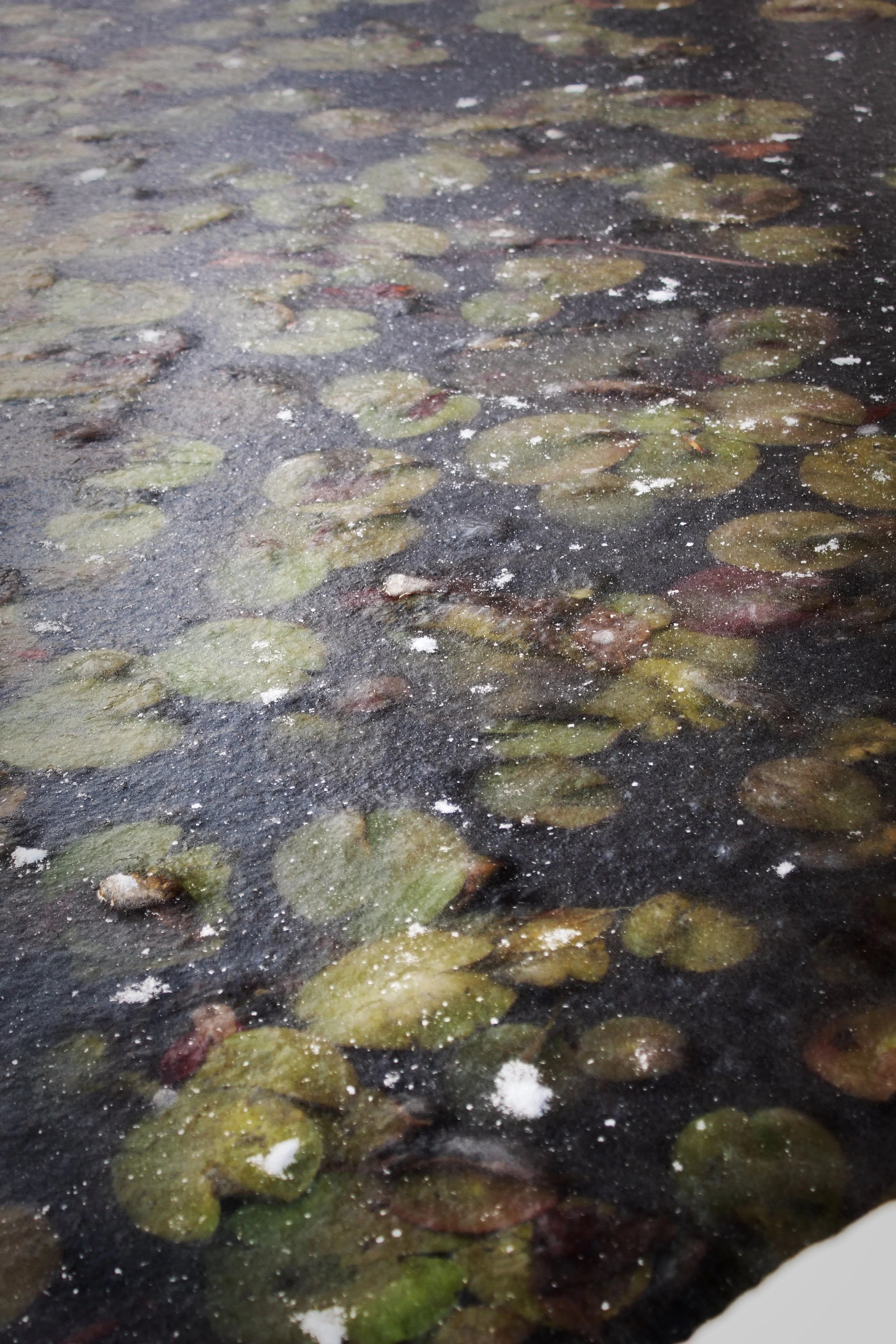 Frozen Lilypads, Photographed by Audrey Creighton (2025)