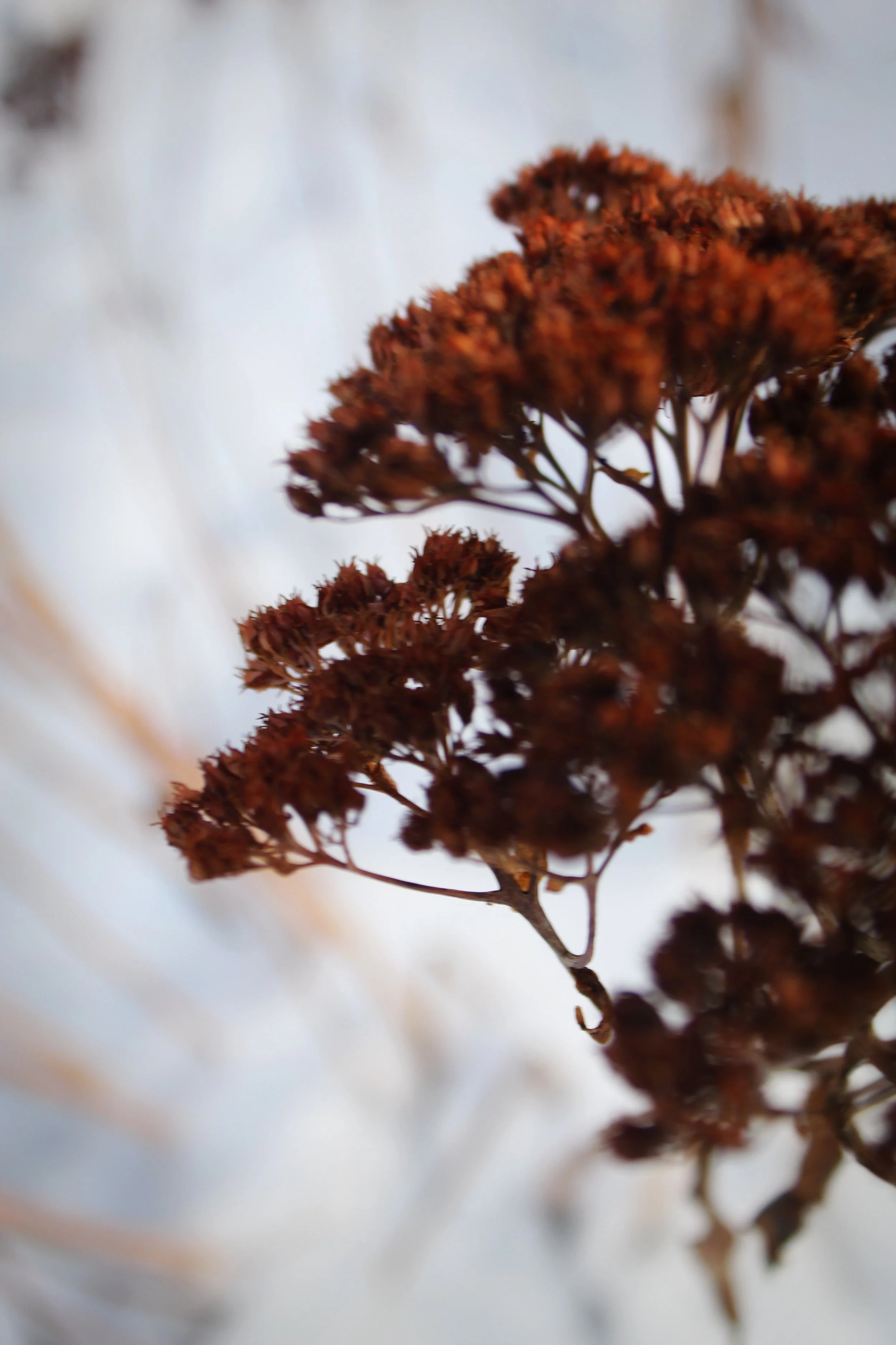 Winter Flowers Pt. 2, Photographed by Audrey Creighton (2025)