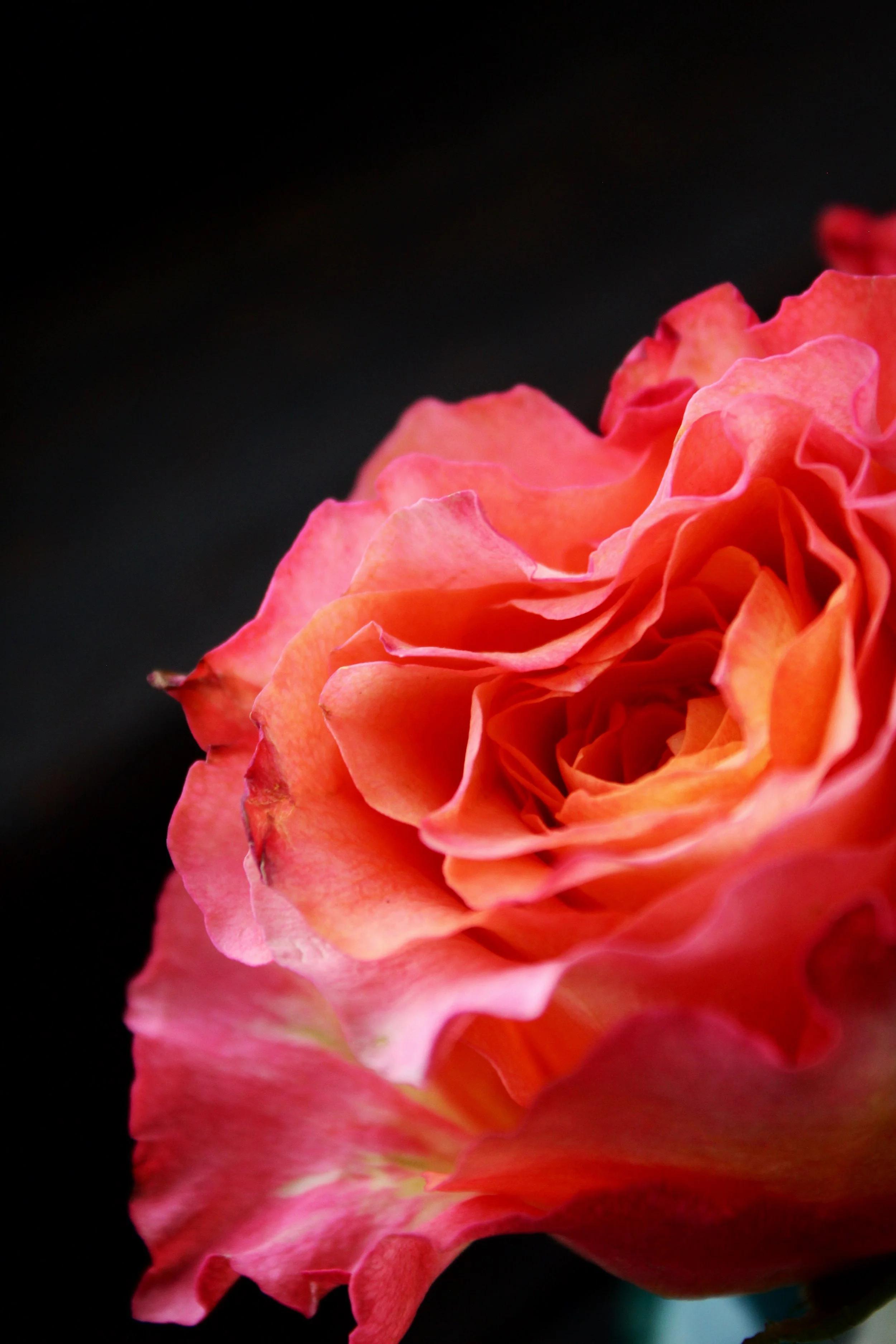 Roses Pt. 2, Photographed by Audrey Creighton (2026)