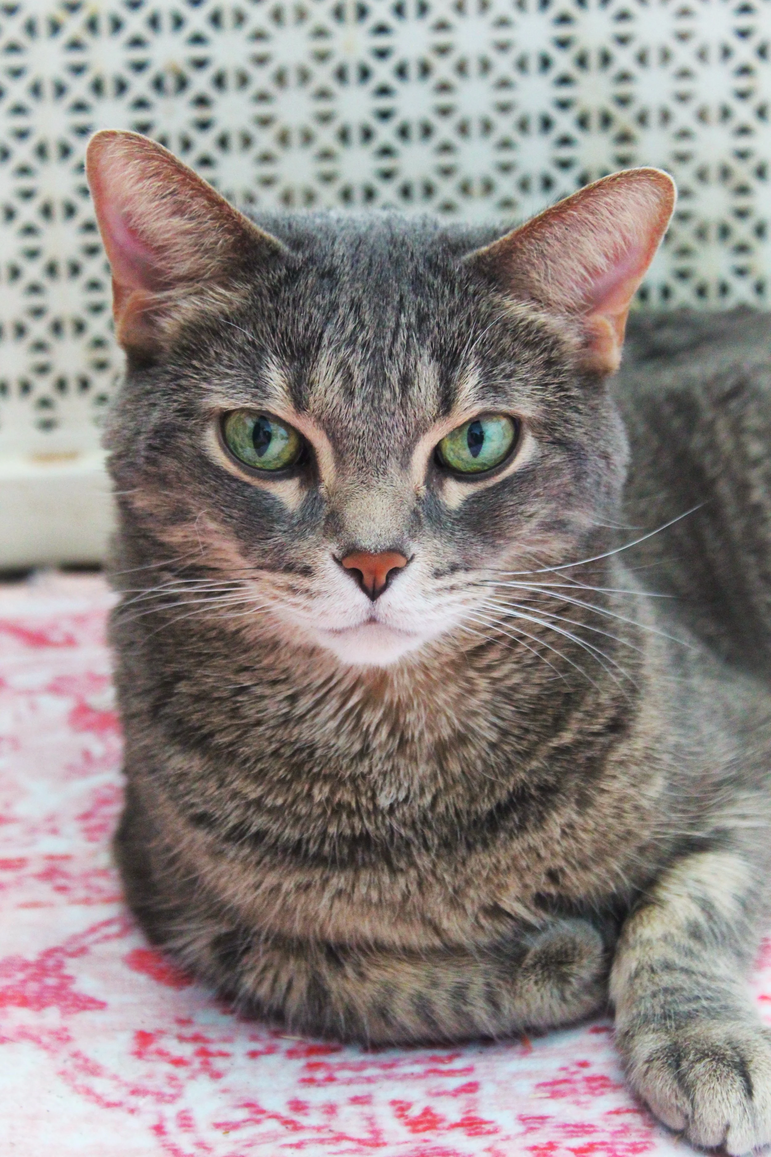 Green Eyes, Photographed by Audrey Creighton (2025)