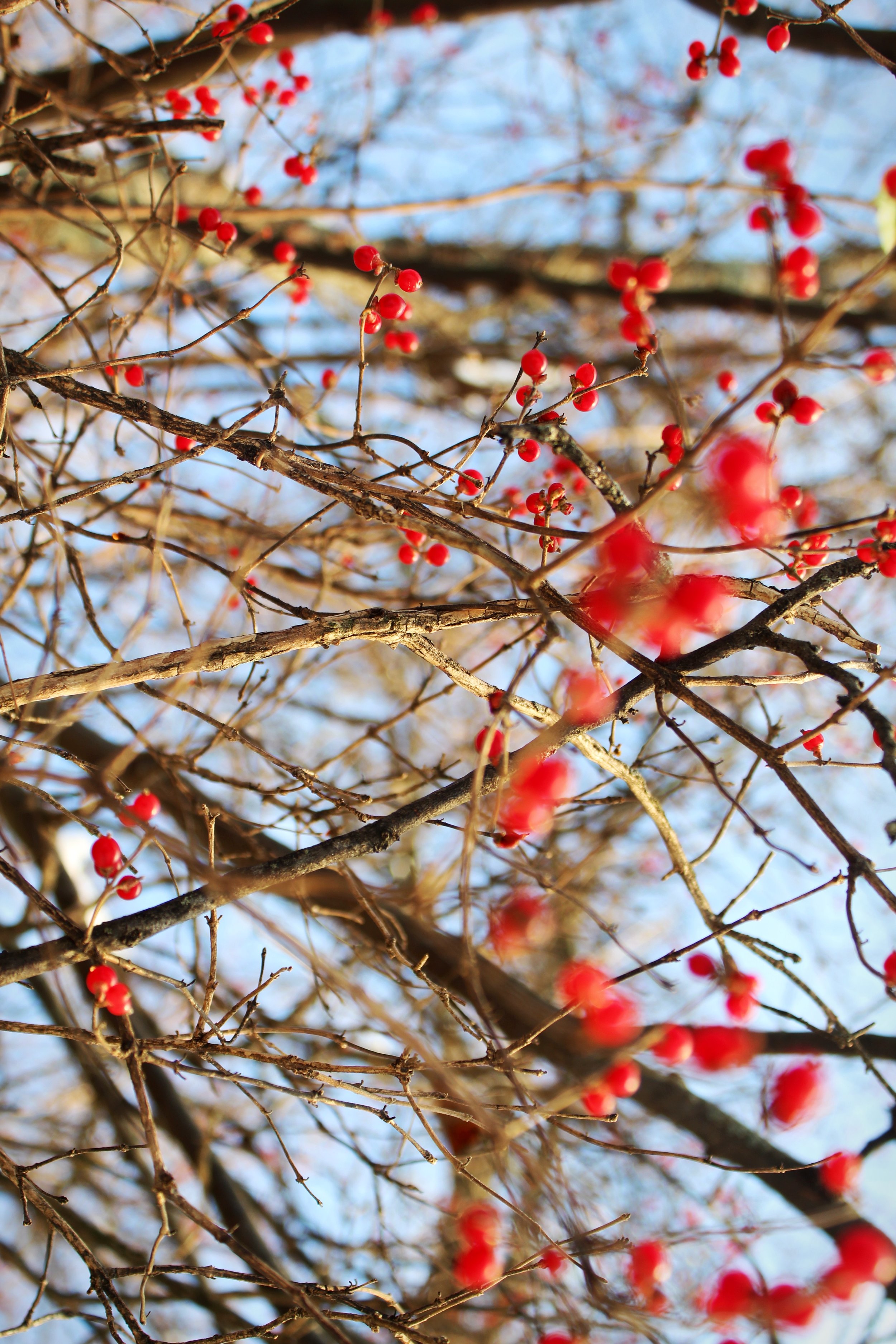 Bright Berries, Photographed by Audrey Creighton (2025)