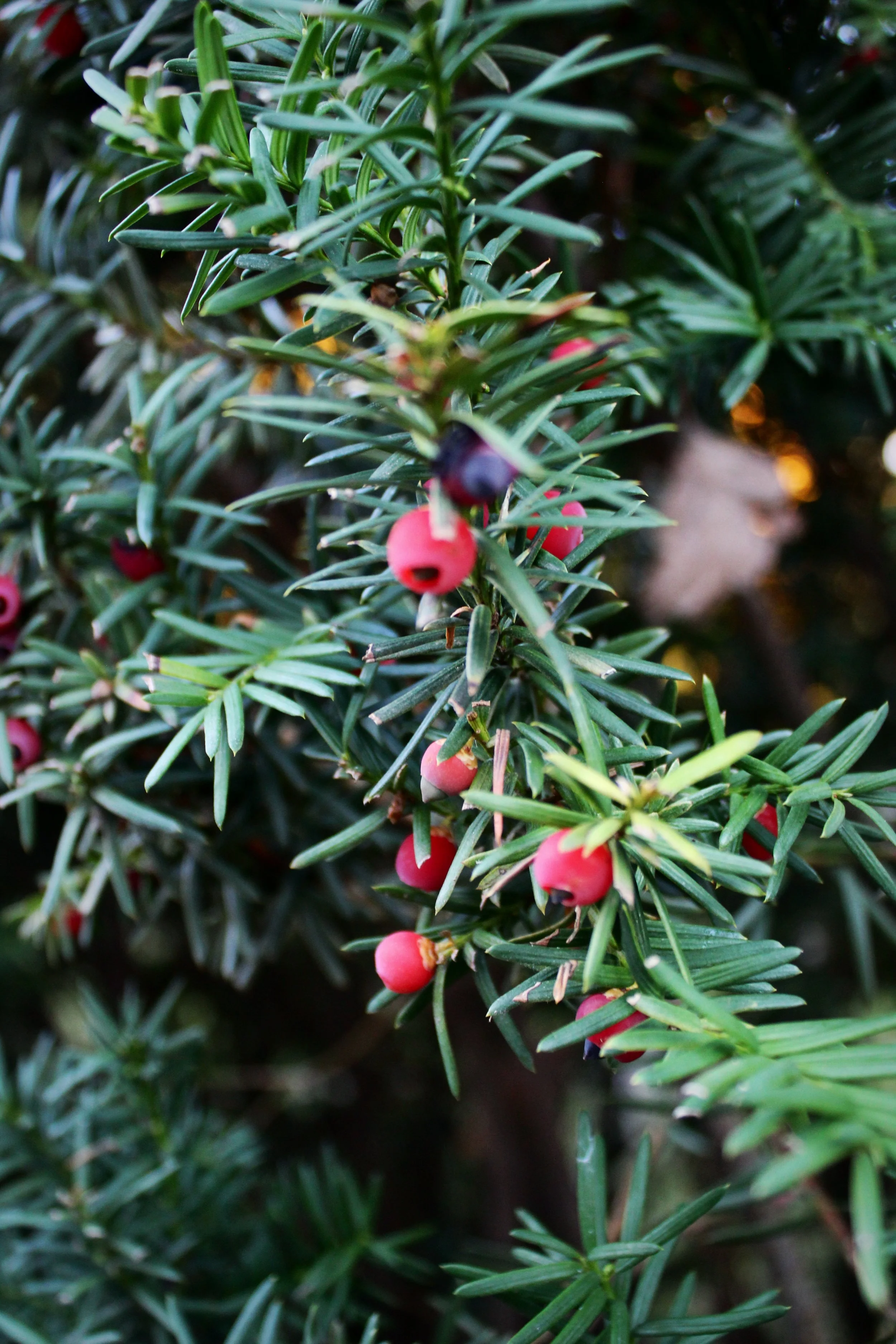 Holiday Berries, Photographed by Audrey Creighton (2025)