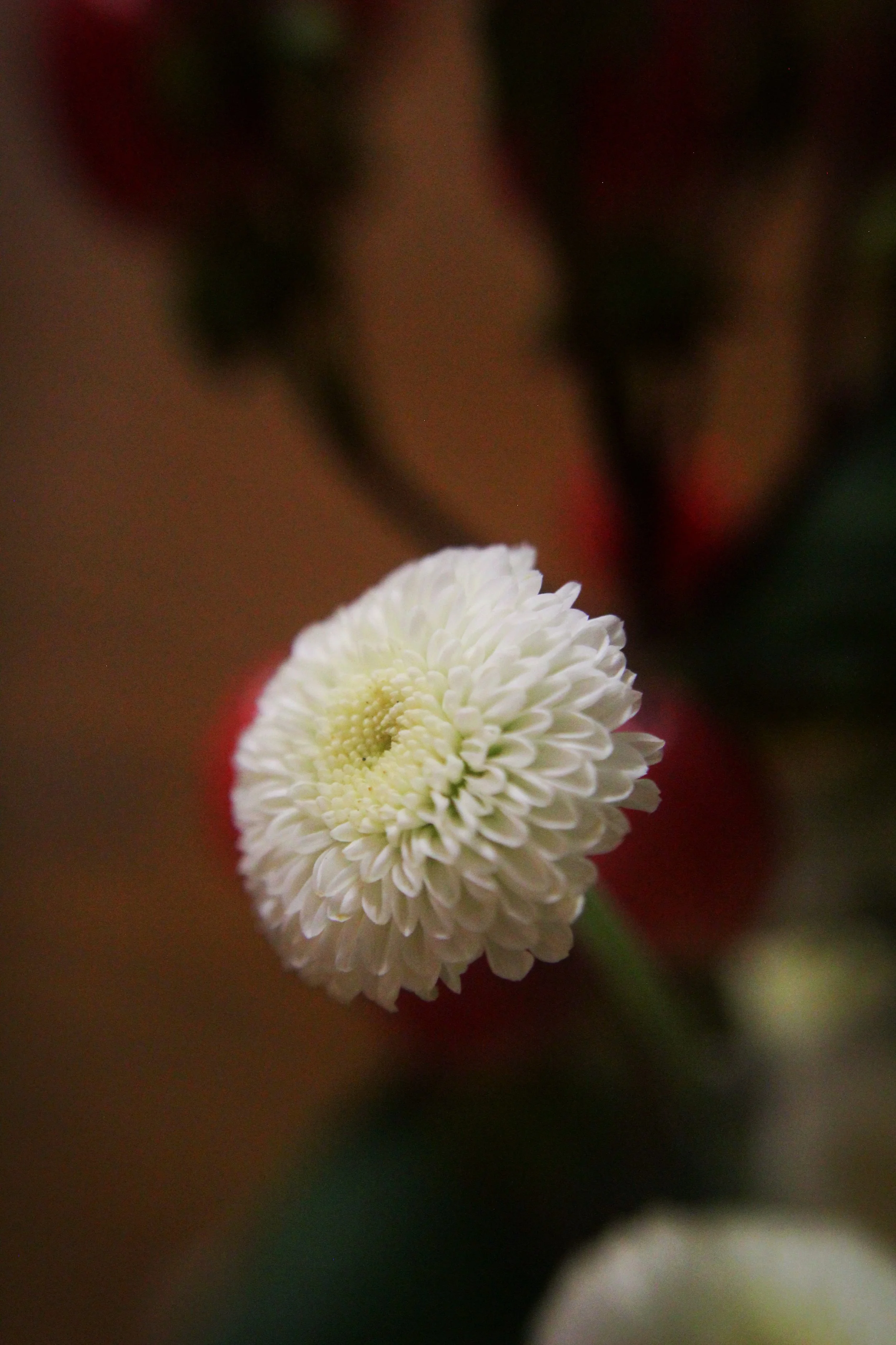 Best Bouquet Pt 7, Photographed by Audrey Creighton (2025)