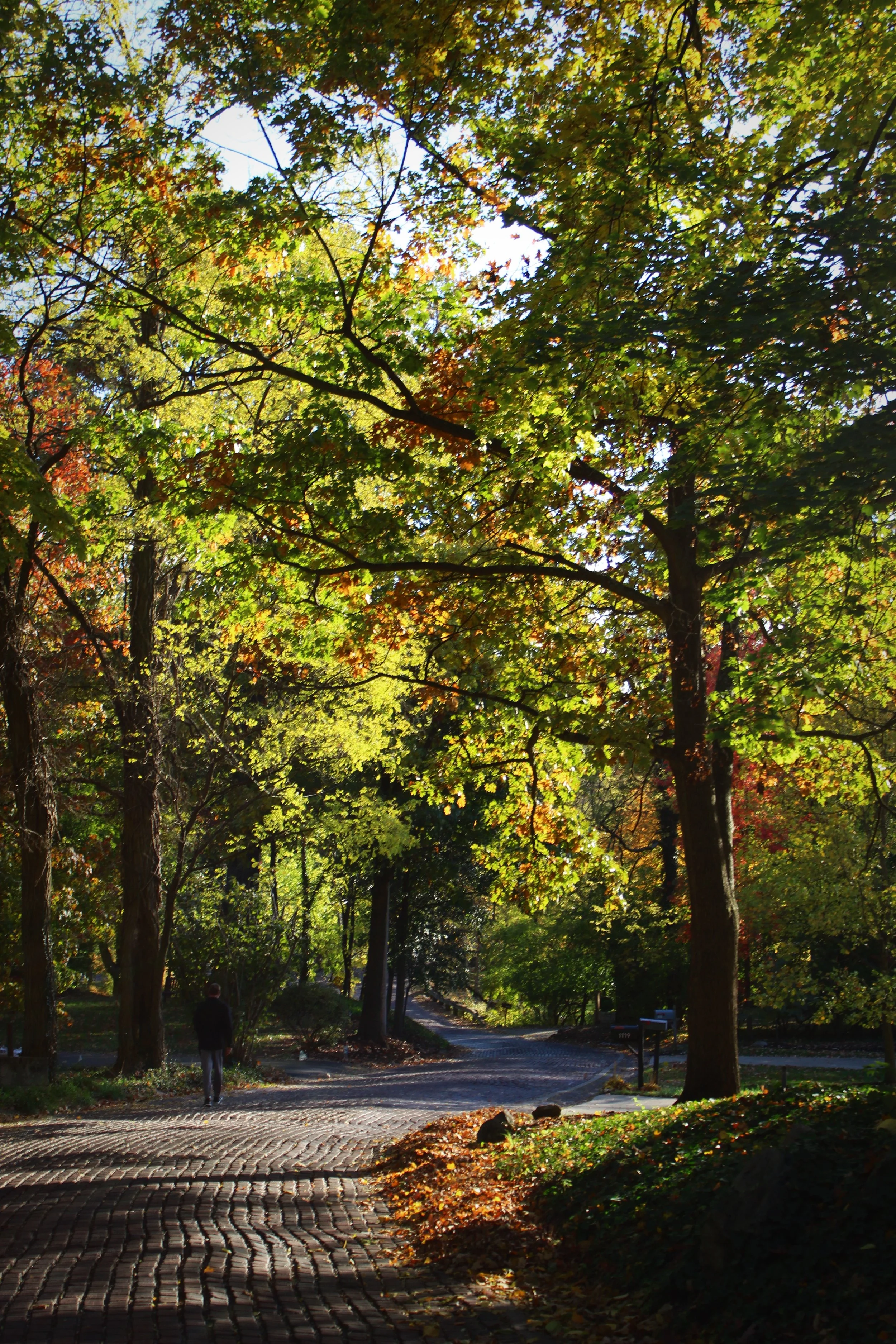 Fall Has Arrived, Photographed by Audrey Creighton (2025)