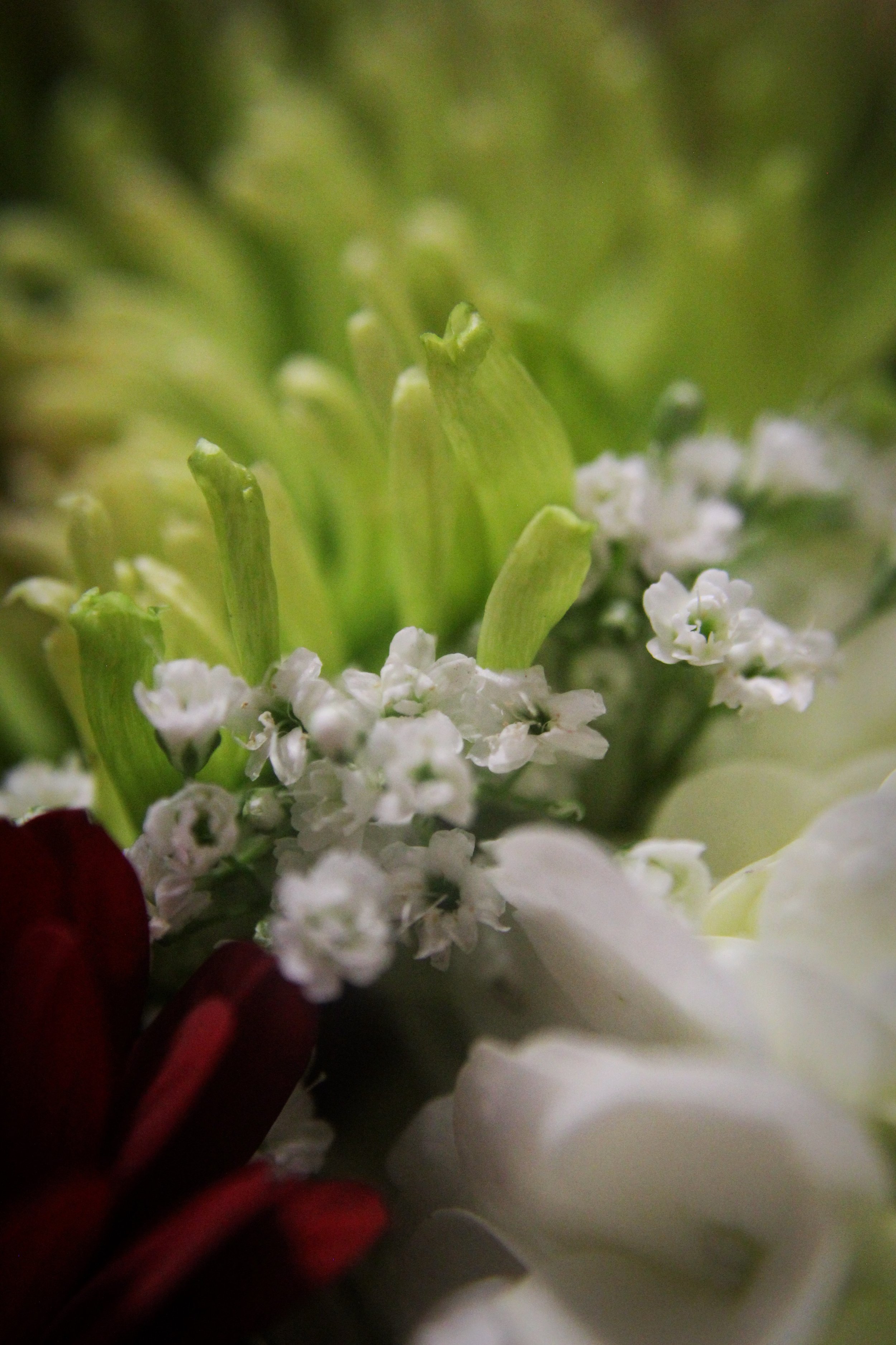 Best Bouquet Pt 6, Photographed by Audrey Creighton (2025)