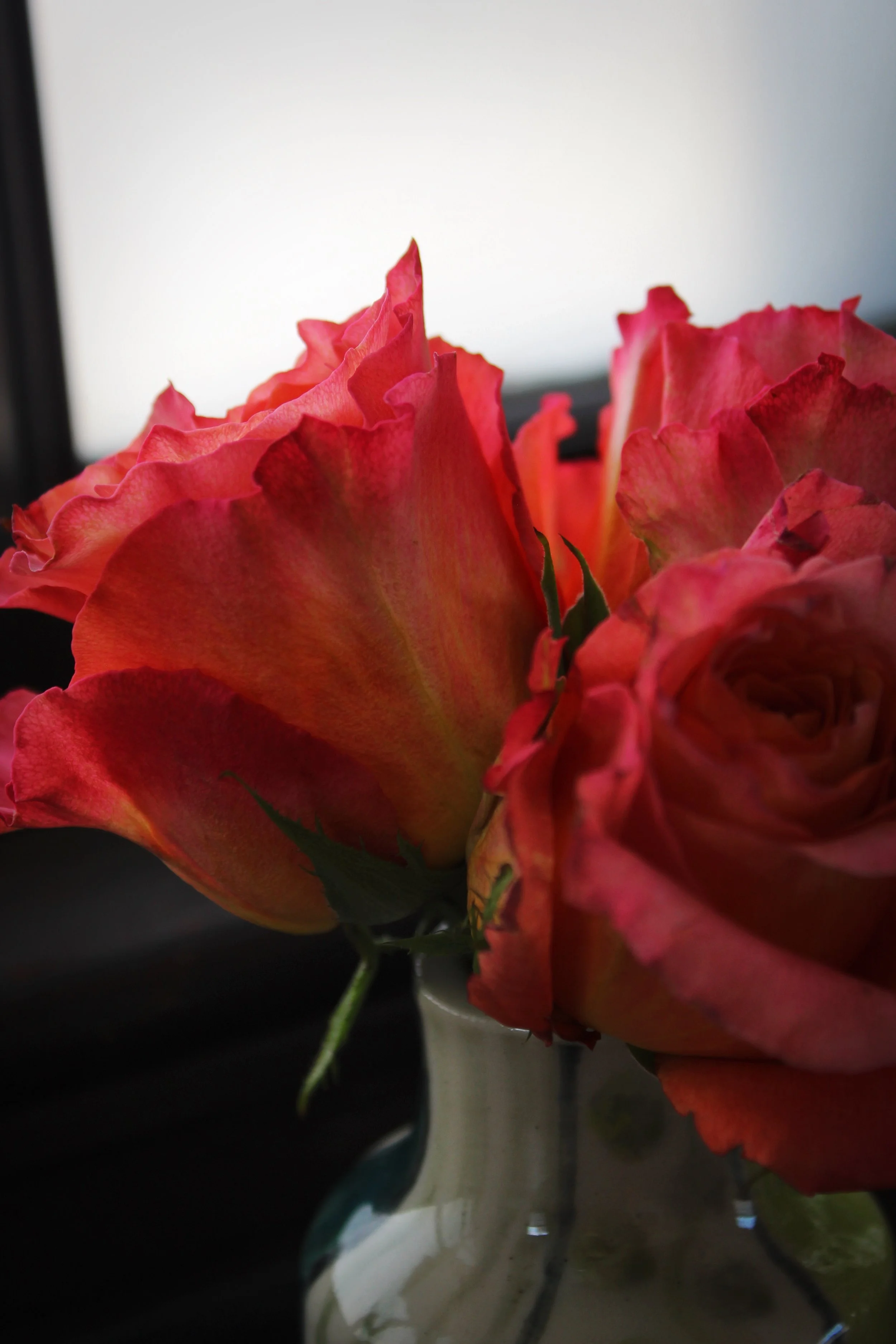 Roses Pt. 4, Photographed by Audrey Creighton (2026)