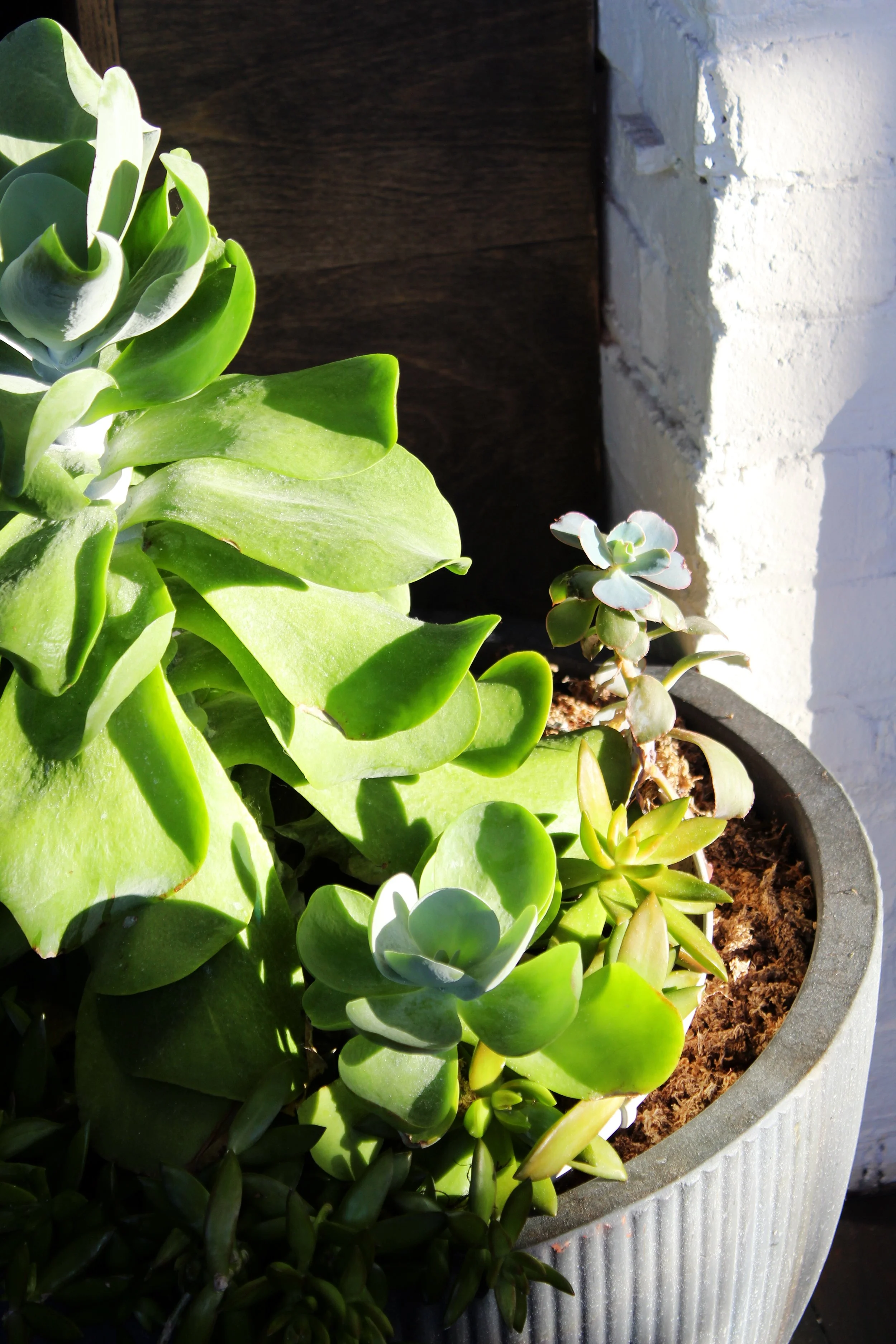 'From Dayton' Cookbook Launch Party #15.jpg