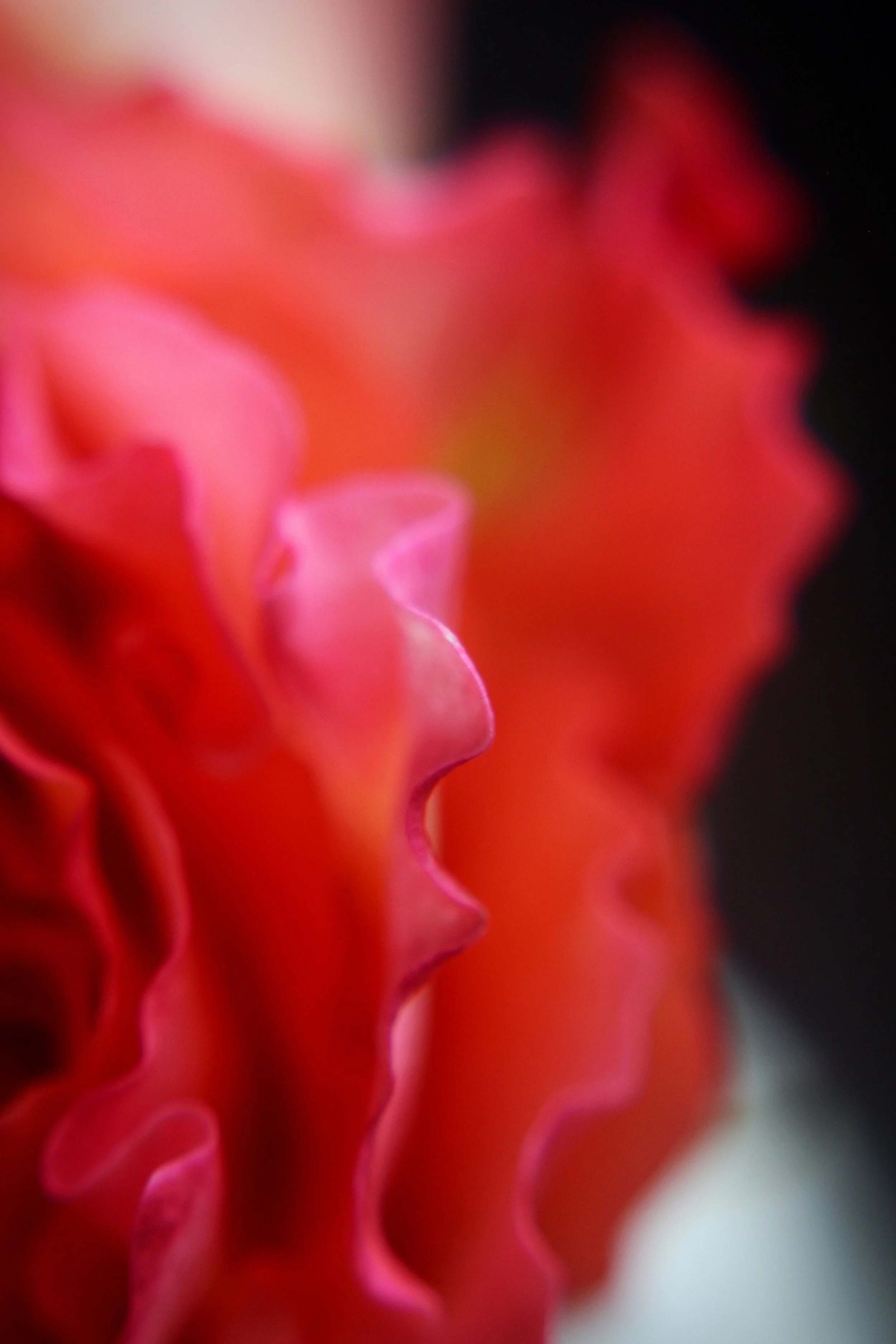 Roses Pt. 3, Photographed by Audrey Creighton (2026)