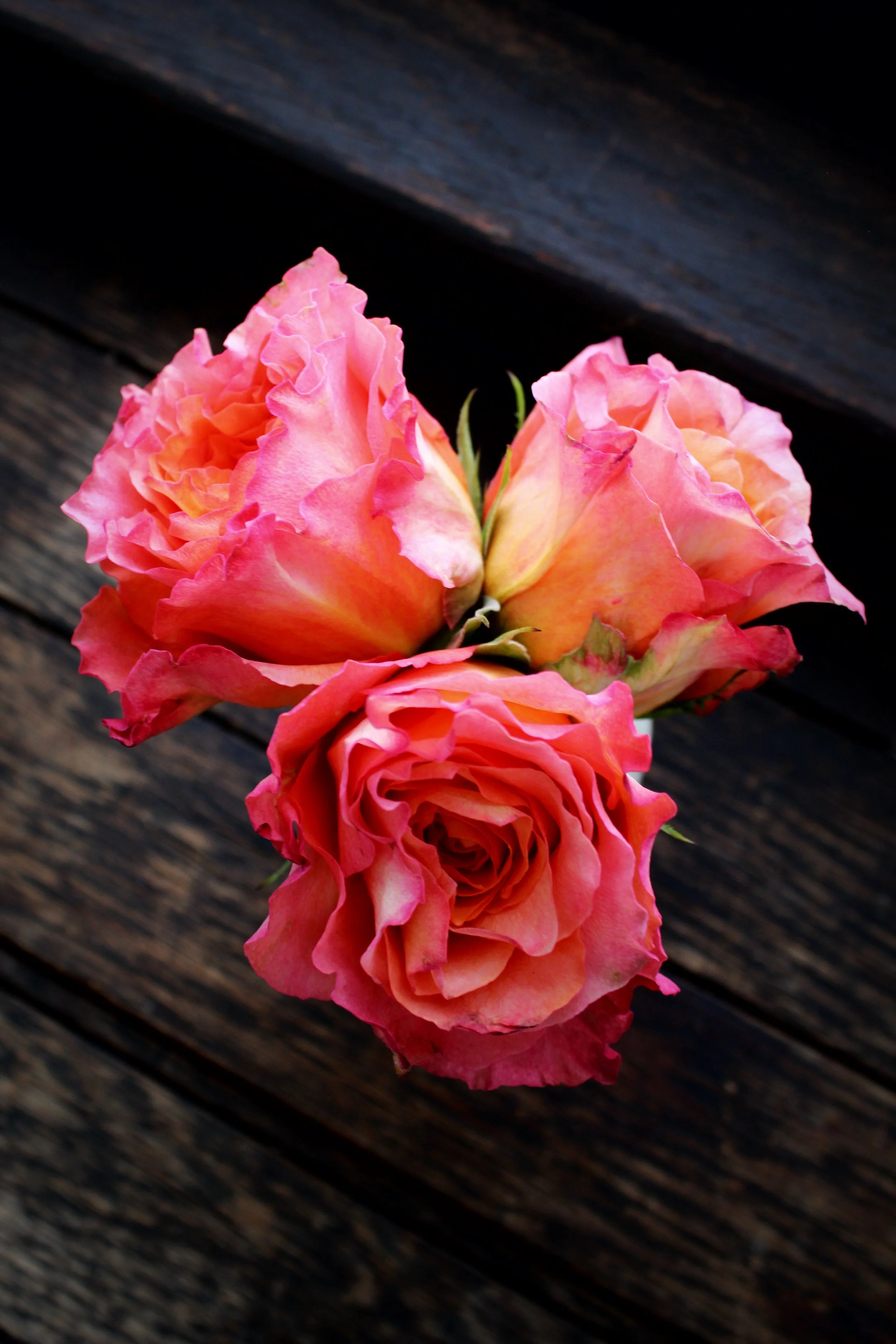 Roses Pt. 6, Photographed by Audrey Creighton (2026)