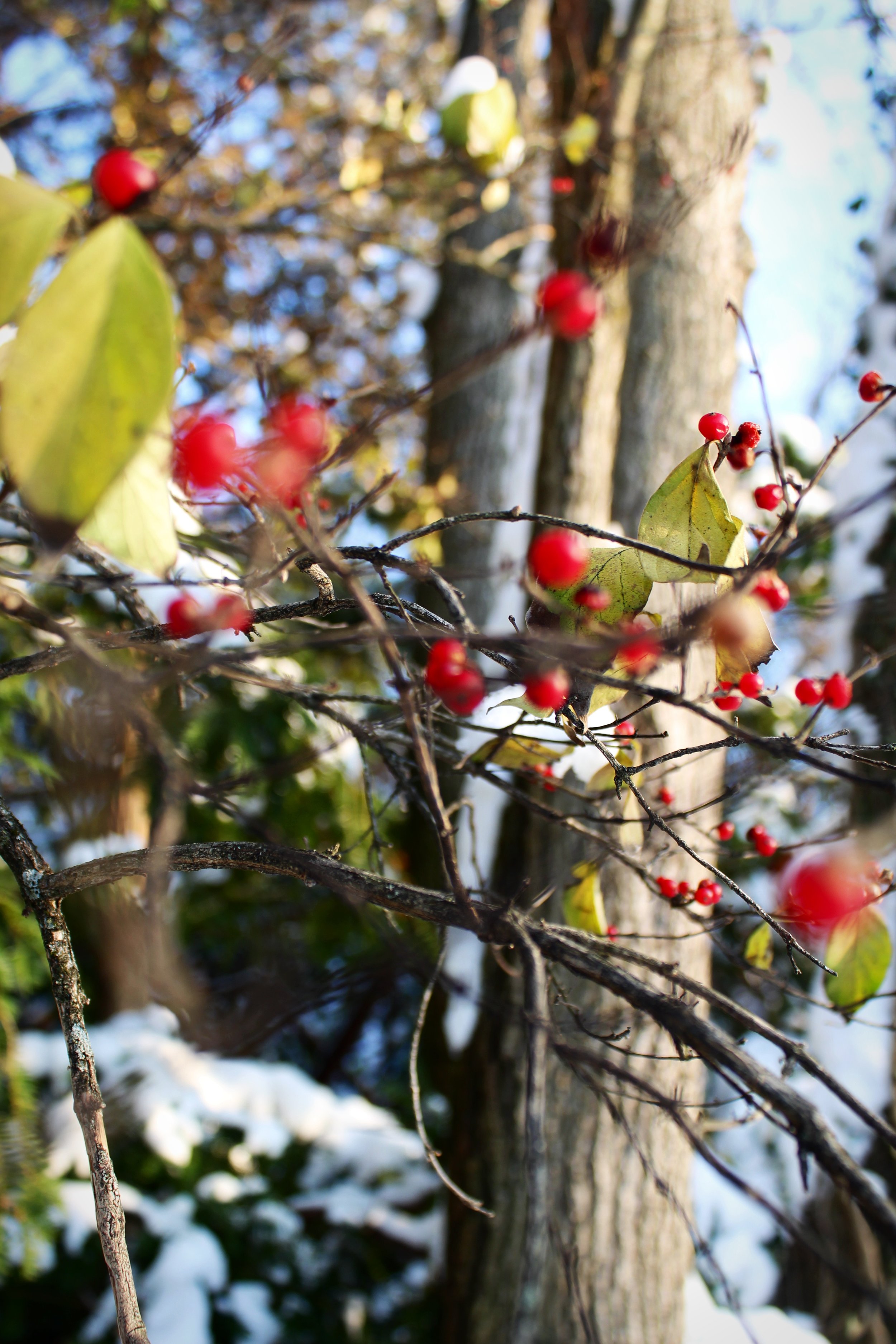 Scarlet, Photographed by Audrey Creighton (2025)