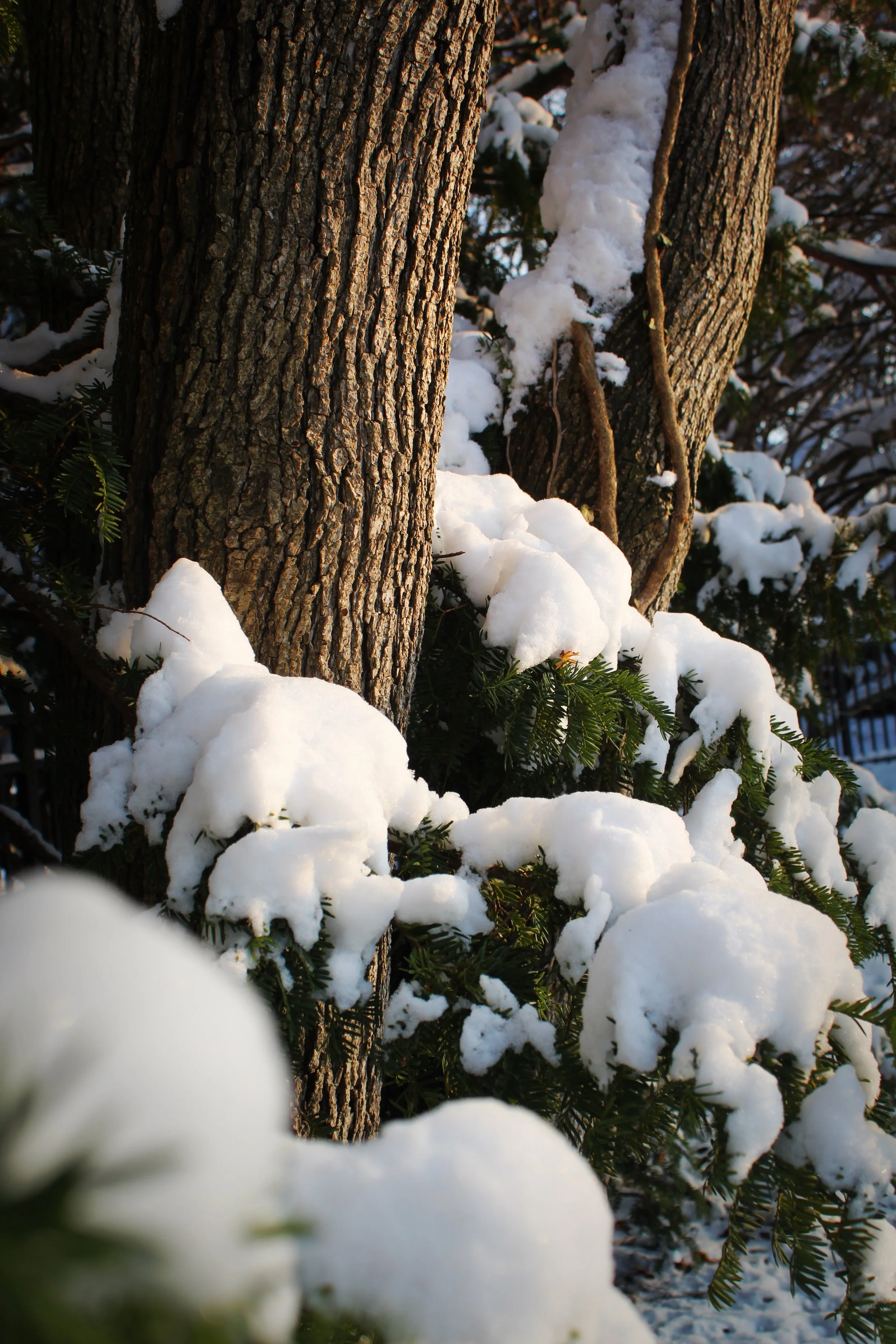 Pines, Photographed by Audrey Creighton (2025)