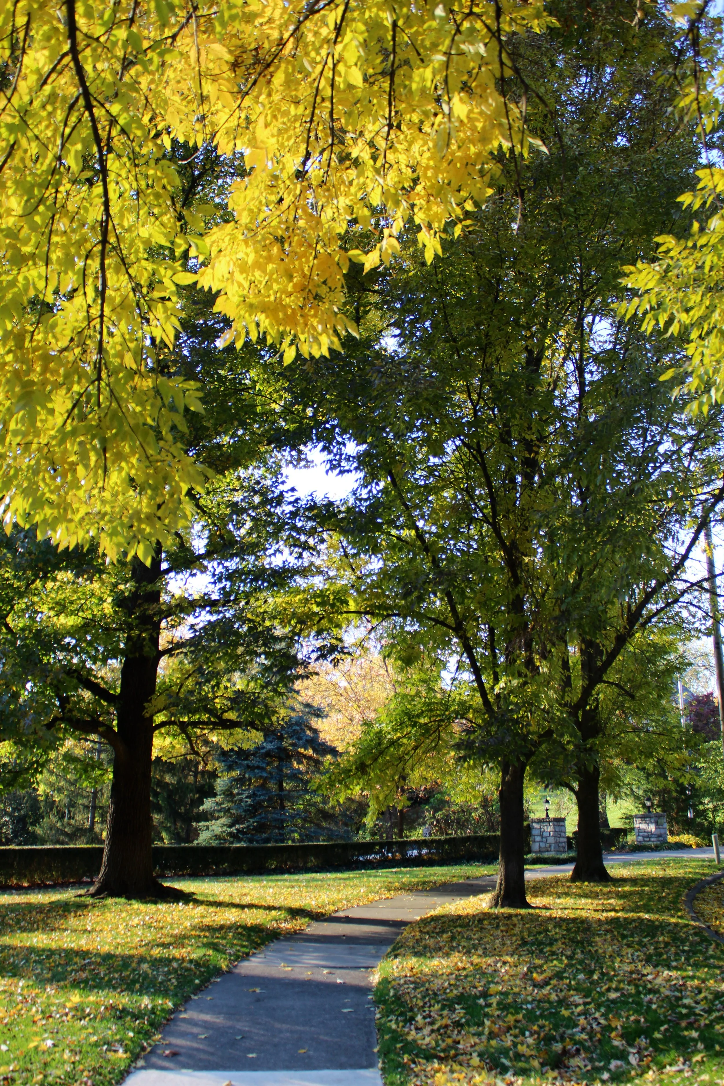 Yellows & Greens, Photographed by Audrey Creighton (2025)