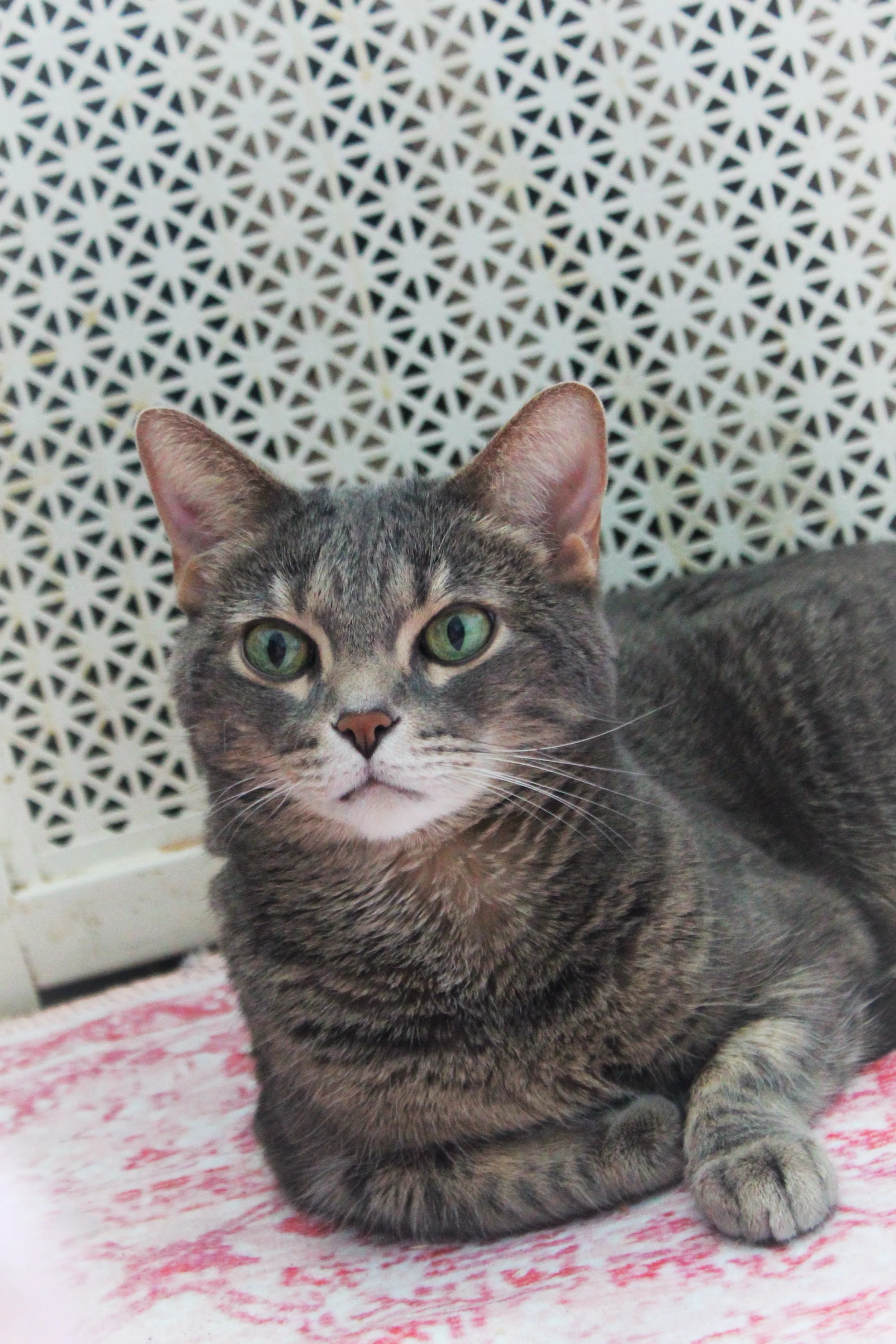 Cleo, Photographed by Audrey Creighton (2025)