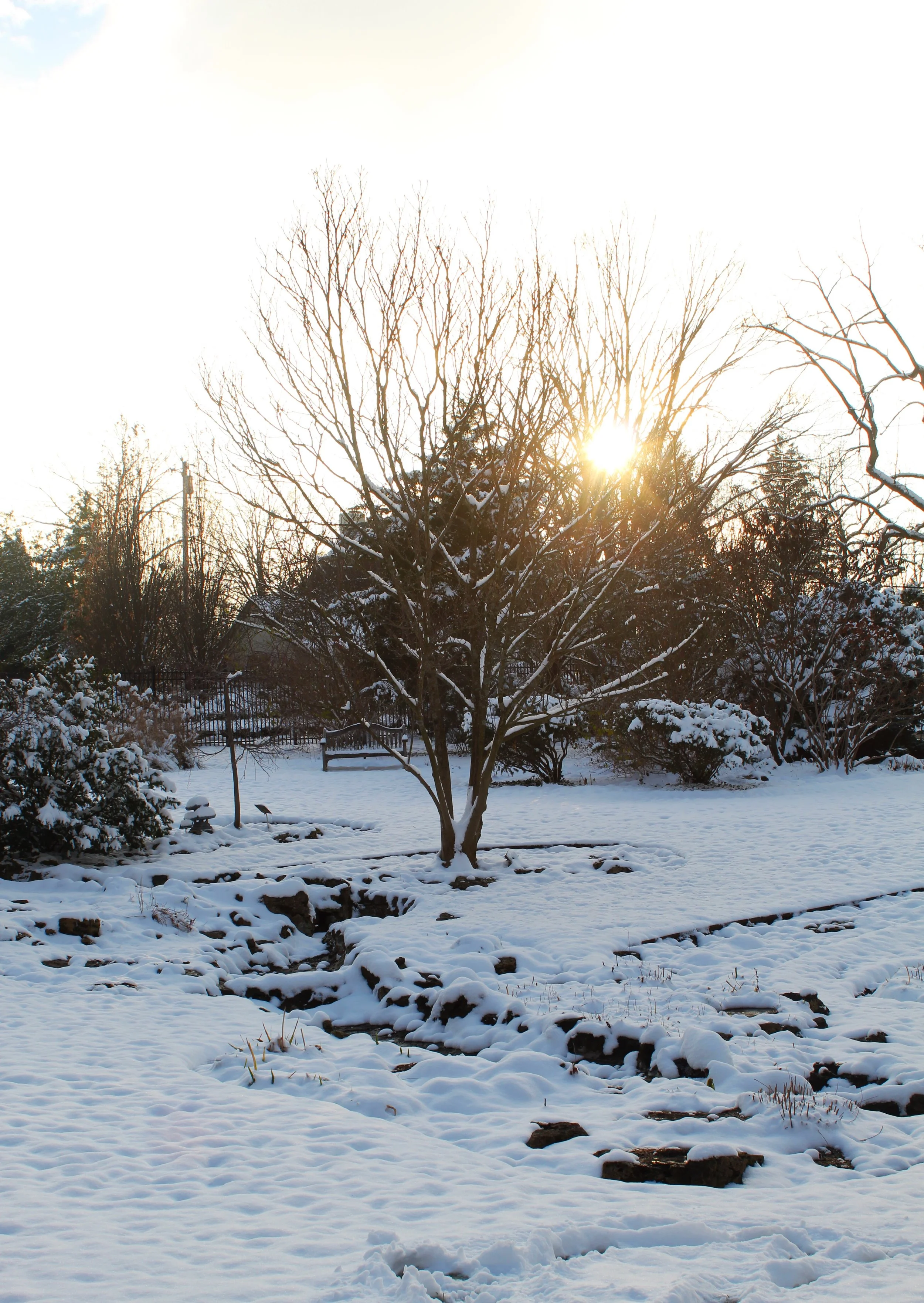 Single Tree, Photographed by Audrey Creighton (2025)