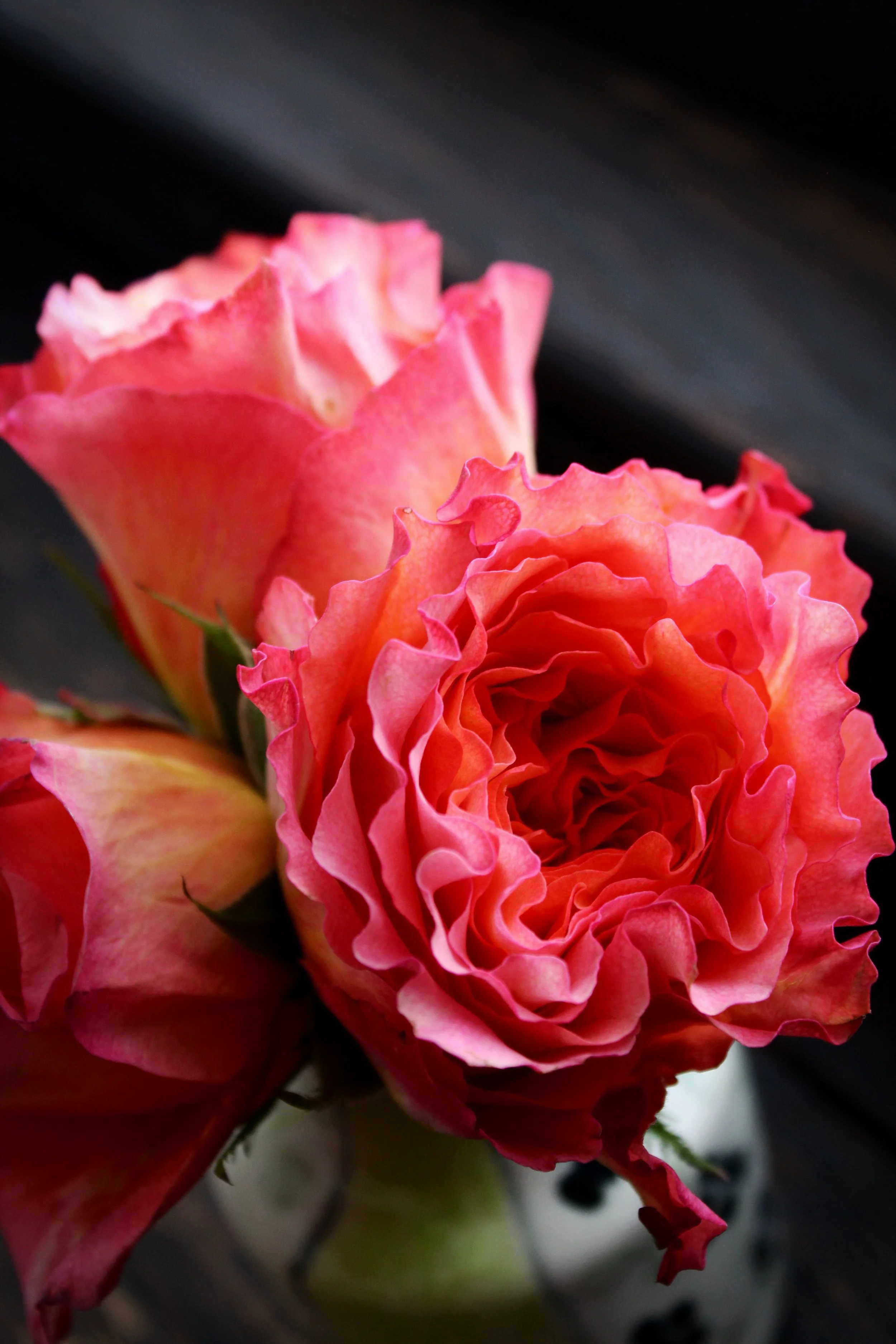 Roses Pt. 1, Photographed by Audrey Creighton (2026)