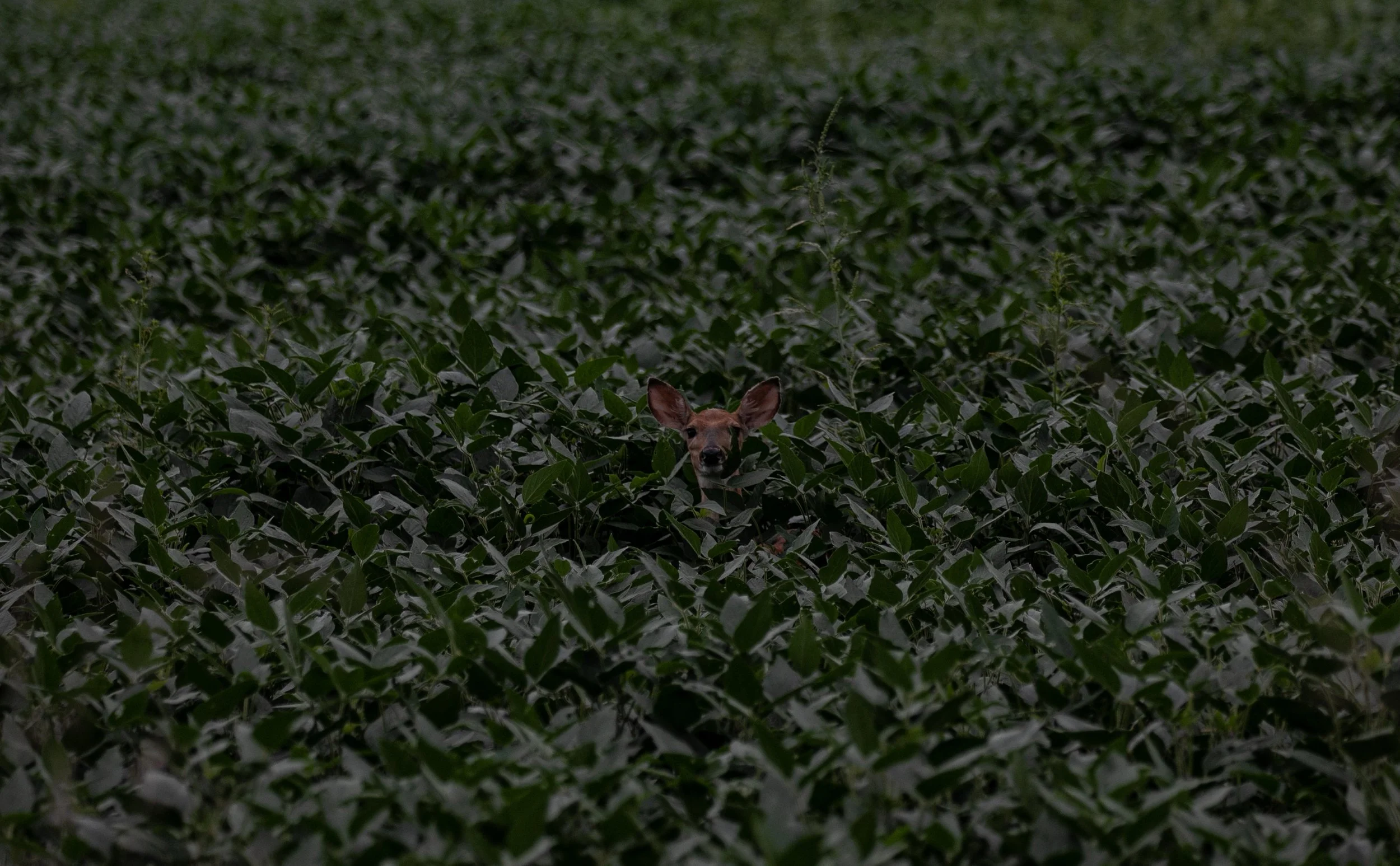 472A9727.jpg