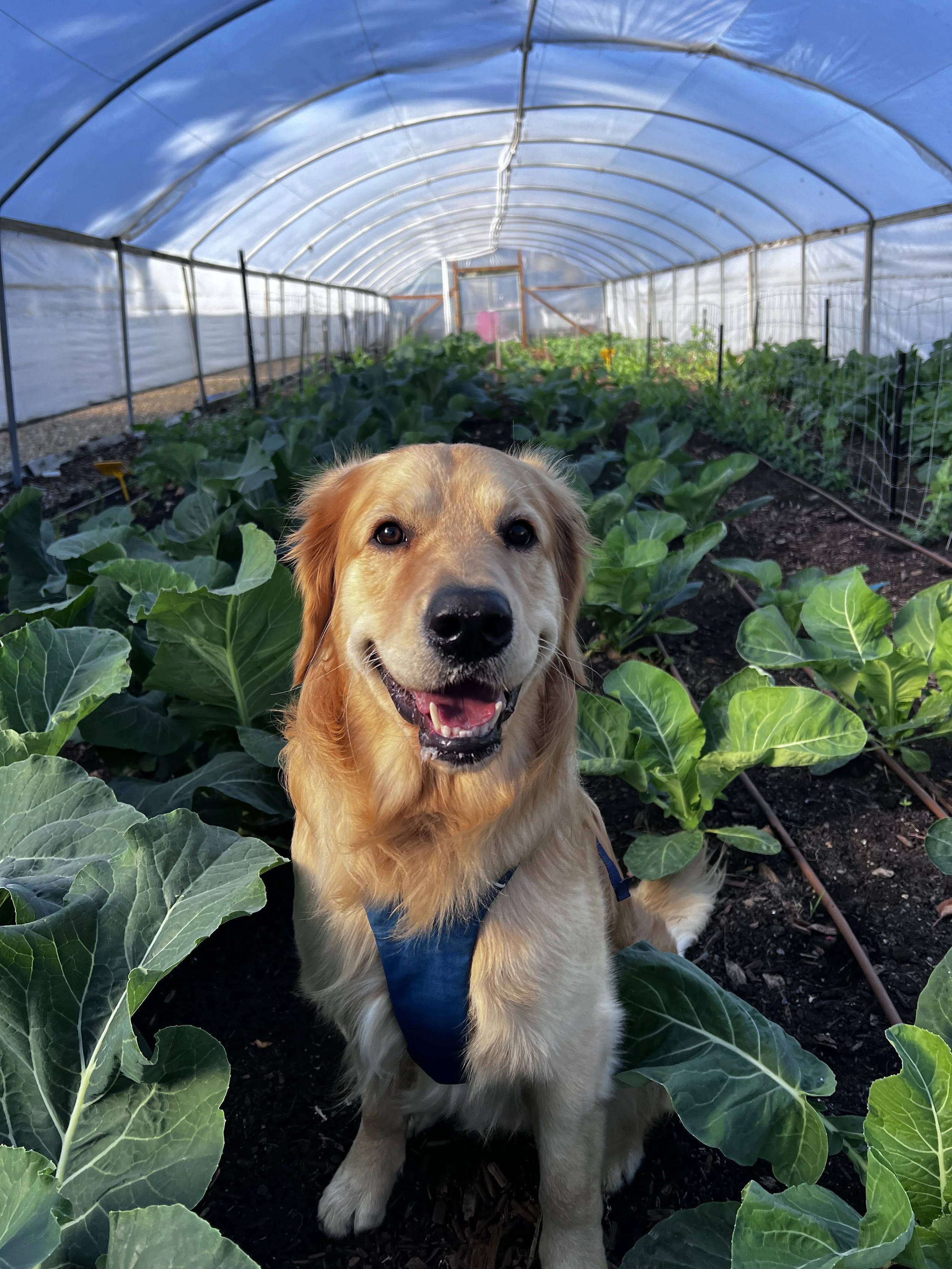 pup3.jpg