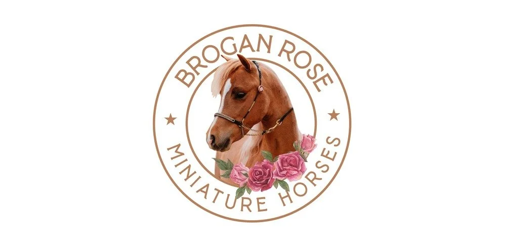 Brogan Rose Miniature Horses