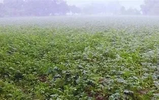 राजस्थान: पाला पड़ने से फसलों में नुकसान की संभावना, किसान अपनायें सुरक्षा के उपाय