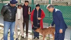 ओक ओवर में मुख्यमंत्री सुक्खू ने पाल रखी है गाय, बछड़े को दिया जन्म; पत्नी के साथ देखने पहुंचे