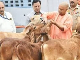 योगी सरकार का बड़ा फैसला, अब गोवंश की भरण-पोषण के लिए रोजाना मिलेंगे 50 रुपये