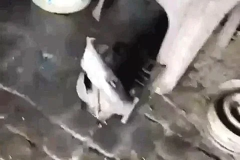 WhatsApp Image 2026-03-25 at 1.38.45 PM.jpg