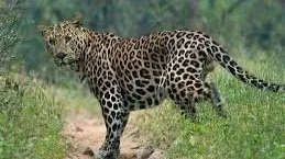 Related Video Item Thumbnail